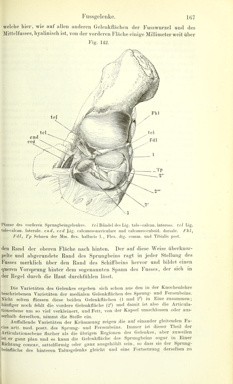 welche hier, wie auf allen anderen Gelenkflächen der Fusswurzel und des Mittelfusses, hyalinisch ist, von der vorderen Fläche einige Millimeter weit über Fig. 142. Pfanne des vorderen Sprungbeingelenkes. tci Bündel des Lig. talo-calcan. inteross. tcl Lig. talo-calcan. laterale. c?id, ccd Lig. calcaneo-naviculare und calcaneo-cuboid. dorsale. Fhl, Fdl, Tp Sehnen der Mm. flex. hallucis 1., Flex. dig. comm. und Tibialis post. den Rand der oberen Fläche nach hinten. Der auf diese Weise überknor- pelte und abgerundete Rand des Sprungbeins ragt in jeder Stellung des Fusses merklich über den Rand des Schiffbeins hervor und bildet einen queren Vorsprung hinter dem sogenannten Spann des Fusses, der sich in der Regel durch die Haut durchfühlen lässt. Die Varietäten des Gelenkes ergeben sich schon aus den in der Knochenlehre beschriebenen Varietäten der medialen Gelenkflächen des Sprung- und Fersenbeins. Nicht selten fliessen diese beiden Gelenkflächen (1 und 2') in Eine zusammen; | häufiger noch fehlt die vordere Gelenkfläche (2') und damit ist also die Articula- Itionsebene um so viel verkleinert, und Fett, von der Kapsel umschlossen oder aus- serhalb derselben, nimmt die Stelle ein. Auffallende Varietäten der Krümmung zeigen die auf einander gleitenden Fa- cies artt. med. postt. des Sprung- und Fersenbeins. Immer ist dieser Theil der Articulationsebene flacher als die übrigen Eegionen des Gelenkes, aber zuweilen ist er ganz plan und es kann die Gelenkfläche des Sprungbeins sogar in Einer Richtung concav, sattelförmig oder ganz ausgehöhlt sein, so dass sie der Sprung- beinfläche des hinteren Talusgelenks gleicht und eine Fortsetzung derselben zu