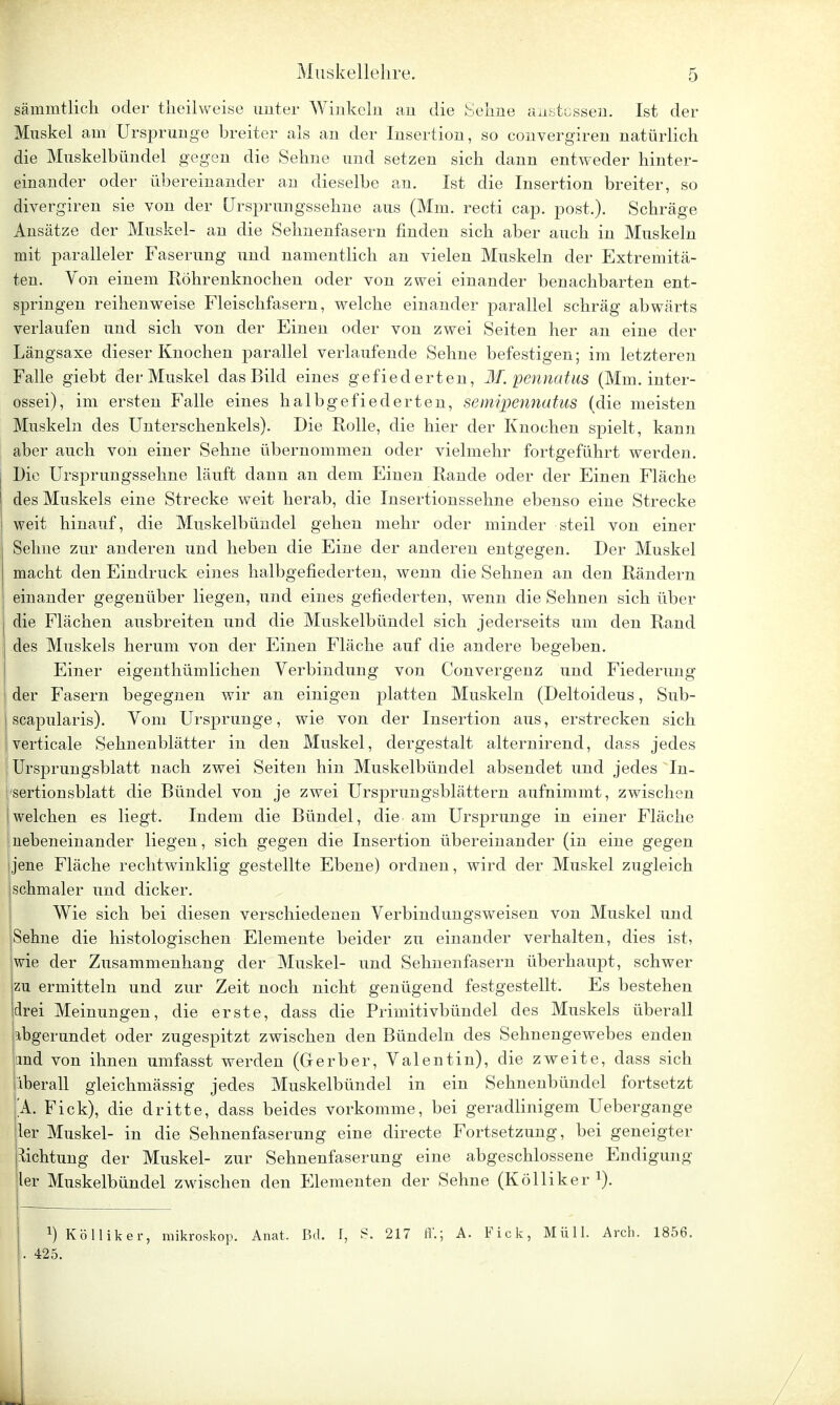 sämmtlich oder theilweise unter Winkeln an die Sehne anstcssen. Ist der Muskel am Ursprünge breiter als an der Insertion, so convergiren natürlich die Muskelbündel gegen die Sehne und setzen sich dann entweder hinter- einander oder übereinander an dieselbe au. Ist die Insertion breiter, so divergiren sie von der Ursprungssehne aus (Mm. recti cap. post.). Schräge Ansätze der Muskel- an die Sehnenfasern finden sich aber auch in Muskeln mit paralleler Faserung und namentlich an vielen Muskeln der Extremitä- ten. Von einem Röhrenknochen oder von zwei einander benachbarten ent- springen reihenweise Fleischfasern, welche einander parallel schräg abwärts verlaufen und sich von der Einen oder von zwei Seiten her an eine der Längsaxe dieser Knochen parallel verlaufende Sehne befestigen; im letzteren Falle giebt der Muskel das Bild eines gefiederten, M. pennatus (Mm. inter- ossei), im ersten Falle eines halbgefiederten, semipennatus (die meisten Muskeln des Unterschenkels). Die Rolle, die hier der Knochen spielt, kann aber auch von einer Sehne übernommen oder vielmehr fortgeführt werden. Die Ursprungssehne läuft dann an dem Einen Rande oder der Einen Fläche des Muskels eine Strecke weit herab, die Insertionssehne ebenso eine Strecke weit hinauf, die Muskelbündel gehen mehr oder minder steil von einer Sehne zur anderen und heben die Eine der anderen entgegen. Der Muskel macht den Eindruck eines halbgefiederten, wenn die Sehnen an den Rändern einander gegenüber liegen, und eines gefiederten, wenn die Sehnen sich über die Flächen ausbreiten und die Muskelbündel sich jederseits um den Rand des Muskels herum von der Einen Fläche auf die andere begeben. Einer eigenthümlichen Verbindung von Convergenz und Fiederung der Fasern begegnen wir an einigen platten Muskeln (Deltoideus, Sub- scapularis). Vom Ursprünge, wie von der Insertion aus, erstrecken sich verticale Sehnenblätter in den Muskel, dergestalt alternirend, dass jedes Ursprungsblatt nach zwei Seiten hin Muskelbündel absendet und jedes In- | sertionsblatt die Bündel von je zwei Ursprungsblättern aufnimmt, zwischen welchen es liegt. Indem die Bündel, die am Ursprünge in einer Fläche nebeneinander liegen, sich gegen die Insertion übereinander (in eine gegen Ijene Fläche rechtwinklig gestellte Ebene) ordnen, wird der Muskel zugleich |schmaler und dicker. Wie sich bei diesen verschiedenen Verbindungsweisen von Muskel und Sehne die histologischen Elemente beider zu einander verhalten, dies ist, wie der Zusammenhang der Muskel- und Sehnenfasern überhaupt, schwer zu ermitteln und zur Zeit noch nicht genügend festgestellt. Es bestehen drei Meinungen, die erste, dass die Primitivbündel des Muskels überall abgerundet oder zugespitzt zwischen den Bündeln des Sehnengewebes enden und von ihnen umfasst werden (Gerber, Valentin), die zweite, dass sich liberall gleichmässig jedes Muskelbündel in ein Sehnenbündel fortsetzt 'A. Fick), die dritte, dass beides vorkomme, bei geradlinigem Uebergange ler Muskel- in die Sehnenfaserung eine directe Fortsetzung, bei geneigter Dichtung der Muskel- zur Sehnenfaserung eine abgeschlossene Endigung ler Muskelbündel zwischen den Elementen der Sehne (Kölliker 1). x) Kölliker, mikroskop. Anat. Bd. I, S. 217 ff.; A. Fick, Müll. Arch. 1856. 425.