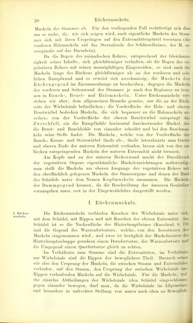 Muskeln des Stammes ab. Für den vorliegenden Fall rechtfertigt sich dies um so mehr, da, wie sich zeigen wird, auch eigentliche Muskeln des Stam- mes sich mit ihren Ursprüngen auf den Extremitätengürtel versetzen (die vorderen Halsmuskeln auf das Sternalende des Schlüsselbeines, der M. sa- crospinalis auf das Darmbein). Da die Bogen des animalischen Rohres, entsprechend der Gleichmas- sigkeit seines Inhalts, sich gleichförmiger verhalten, als die Bogen des ve- getativen Rohres mit seinen mannigfaltigen Eingeweiden, so sind auch die Muskeln längs des Rückens gleichförmiger als an der vorderen und seit- lichen RumrnVand und es erweist sich zweckmässig, die Muskeln der Rückengegend im Zusammenhange zu beschreiben, dagegen die Muskeln der vorderen und Seitenwand des Stammes je nach den Regionen zu tren- nen in Bauch-, Brust- und Halsmuskeln. Unter Rückenmuskeln vor- stehen wir aber, dem allgemeinen Brauche gemäss, nur die an der Rück- seite der Wirbelsäule befindlichen; die Vorderfläche der Hals- und oberen Brustwirbel bedecken Muskeln, die sich bequemer an die Halsmuskeln an- reihen; von der Vorderfläche der oberen Bauchwirbel entspringt das Zwerchfell, ein die Rumpf höhle horizontal durchsetzender Muskel, der die Brust- und Bauchhöhle von einander scheidet und bei den Bauchmus- keln seine Stelle findet. Die Muskeln, welche von der Vorderfläche der Bauch-, Kreuz- und Steisswirbel theils ab-, theils lateralwärts zum Gürtel und oberen Ende der unteren Extremität verlaufen, lassen sich von den am Becken entspringenden Muskeln der unteren Extremität nicht trennen. Am Kopfe und an der unteren Beckenwand macht der Durchbrach der vegetativen Organe eigenthümliche Muskeleinrichtungen nothwendk>: man stellt die Muskeln am oberen Ausgange des vegetativen Rohres mit den oberflächlich gelegenen Muskeln der Sinnesorgane und denen der Haut des Schädels unter dem Namen Kopfmuskeln zusammen. Die Muskeln \ der Dammgegend können, da die Beschreibung der äusseren Genitalien' vorausgehen muss, erst in der Eingeweidelehre dargestellt werden. I. Rückenmuskeln. i. Kücken- Die Rückenmuskeln verbinden Knochen der Wirbelsäule unter sich,1 mit dem Schädel, mit Rippen und mit Knochen der oberen Extremität. Am Schädel ist es die Nackenfläche des Hinterhauptbeines (Knochenl. S. 78) und die Gegend des Warzenfortsatzes, welche von den Insertionen der Muskeln eingenommen wird, und zwar ist bezüglich der Muskelansätze die! | Hinterhauptsschuppe geradezu einem Dornfortsatze, der Warzenfortsatz und die Umgegend einem Querfortsatze gleich zu achten. Im Verhältniss zum Stamme sind die Extremitäten, im Verhältnis zur Wirbelsäule sind die Rippen der beweglichere Theil. Darnach setzer; wir also den Ursprung der Muskeln, die zwischen Stamm und Extremitäten verlaufen, auf den Stamm, den Ursprung der zwischen Wirbelsäule und Rippen verlaufenden Muskeln auf die Wirbelsäule. Für die Muskeln, wel che einzelne Abtheilungen der Wirbelsäule (den Schädel eingeschlossen gegen einander bewegen, darf man, da die Wirbelsäule im Allgemeiner und besonders in aufrechter Stellung von unten nach oben an Beweglich