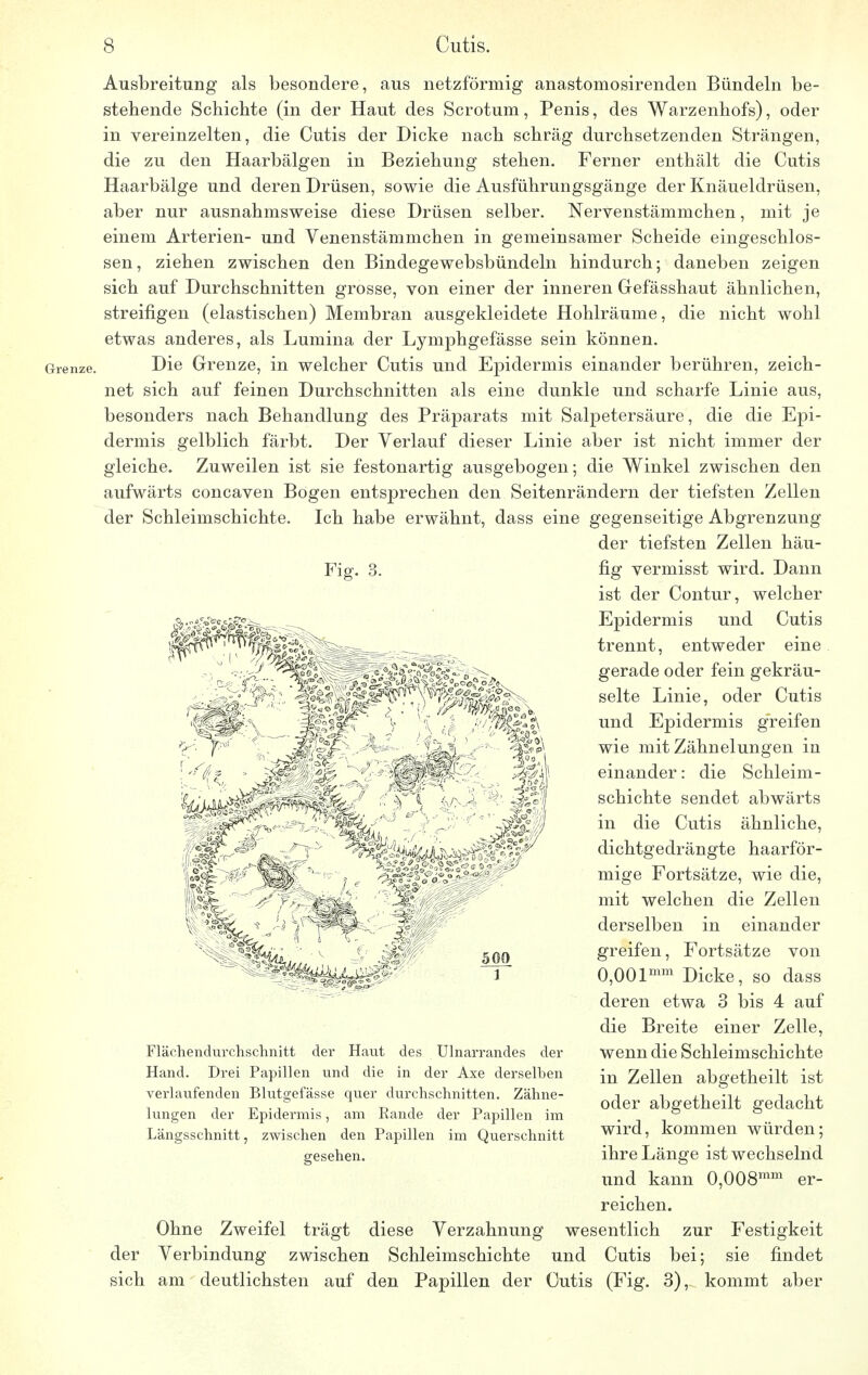 Ausbreitung als besondere, aus netzförmig anastomosirenden Bündeln be- stehende Schichte (in der Haut des Scrotum, Penis, des Warzenhofs), oder in vereinzelten, die Cutis der Dicke nach schräg durchsetzenden Strängen, die zu den Haarbälgen in Beziehung stehen. Ferner enthält die Cutis Haarbälge und deren Drüsen, sowie die Ausführungsgänge der Knäueldrüsen, aber nur ausnahmsweise diese Drüsen selber. Nervenstämmchen, mit je einem Arterien- und Venenstäminchen in gemeinsamer Scheide eingeschlos- sen, ziehen zwischen den Bindegewebsbündeln hindurch; daneben zeigen sich auf Durchschnitten grosse, von einer der inneren Gefässhaut ähnlichen, streifigen (elastischen) Membran ausgekleidete Hohlräume, die nicht wohl etwas anderes, als Lumina der Lymphgefässe sein können. Die Grenze, in welcher Cutis und Epidermis einander berühren, zeich- net sich auf feinen Durchschnitten als eine dunkle und scharfe Linie aus, besonders nach Behandlung des Präparats mit Salpetersäure, die die Epi- dermis gelblich färbt. Der Verlauf dieser Linie aber ist nicht immer der gleiche. Zuweilen ist sie festonartig ausgebogen; die Winkel zwischen den aufwärts concaven Bögen entsprechen den Seitenrändern der tiefsten Zellen der Schleimschichte. Ich habe erwähnt, dass eine gegenseitige Abgrenzung der tiefsten Zellen häu- Fig. 3. fig vermisst wird. Dann ist der Contur, welcher Epidermis und Cutis trennt, entweder eine gerade oder fein gekräu- selte Linie, oder Cutis und Epidermis greifen wie mit Zähnelungen in einander: die Schleim- schichte sendet abwärts in die Cutis ähnliche, dichtgedrängte haarför- mige Fortsätze, wie die, mit welchen die Zellen derselben in einander greifen, Fortsätze von 0,00lmm Dicke, so dass deren etwa 3 bis 4 auf die Breite einer Zelle, wenn die Schleimschichte in Zellen abgetheilt ist oder abgetheilt gedacht wird, kommen würden; ihre Länge ist wechselnd und kann 0,008mm er- reichen. Ohne Zweifel trägt diese Verzahnung wesentlich zur Festigkeit der Verbindung zwischen Schleimschichte und Cutis bei; sie findet sich am deutlichsten auf den Papillen der Cutis (Fig. 3), kommt aber Flächendurehschnitt der Haut des Ulnarrandes der Hand. Drei Papillen und die in der Axe derselben verlaufenden Blutgefässe quer durchschnitten. Zähne- lungen der Epidermis, am Rande der Papillen im Längsschnitt, zwischen den Papillen im Querschnitt gesehen.