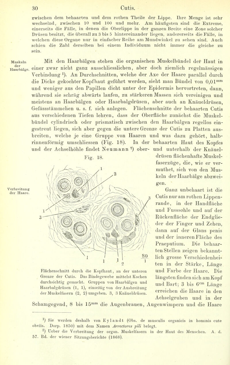 zwischen dem behaarten und dem rothen Theile der Lippe. Ihre Menge ist sehr wechselnd, zwischen 10 und 100 und mehr. Am häufigsten sind die Extreme, einerseits die Fälle, in denen die Oberlippe in der ganzen Breite eine Zone solcher Drüsen besitzt, die überall zu 3 bis 5 hintereinander liegen, andererseits die Fälle, in welchen diese Organe nur in einfacher Reihe am Mundwinkel zu sehen sind. Auch schien die Zahl derselben bei einem Individuum nicht immer die gleiche zu sein. Muskeln Mit den Haarbälgen stehen die organischen Muskelbündel der Haut in Haarbälge, einer zwar nicht ganz ausschliesslichen, aber doch ziemlich regelmässigen Verbindung J). An Durchschnitten, welche der Axe der Haare parallel durch die Dicke gekochter Kopf haut geführt werden, sieht man Bündel von 0,0 lmm und weniger aus den Papillen dicht unter der Epidermis hervortreten, dann, während sie schräg abwärts laufen, zu stärkeren Massen sich vereinigen und meistens an Haarbälgen oder Haarbalgdrüsen, aber auch an Knäueldrüsen, Gefässstämmchen u. s. f. sich anlegen. Flächenschnitte der behaarten Cutis aus verschiedenen Tiefen lehren, dass der Oberfläche zunächst die Muskel- bündel cylindrisch oder prismatisch zwischen den Haarbälgen regellos ein- gestreut liegen, sich aber gegen die untere Grenze der Cutis zu Platten aus- breiten, welche je eine Gruppe von Haaren und was dazu gehört, halb- rinnenförmig umschliessen (Fig. 18). In der behaarten Haut des Kopfes und der Achselhöhle findet Neumann 2) ober- und unterhalb der Knäuel- Yig, 18. drüsen flächenhafte Muskel- faserzüge, die, wie er ver- muthet, sich von den Mus- keln der Haarbälge abzwei- gen. Ganz unbehaart ist die Cutis nur am rothen Lippen- rande, in der Handfläche und Fusssohle und auf der Rückenfläche der Endglie- der der Finger und Zehen, dann auf der Glans penis und der inneren Fläche des Praeputium. Die behaar- ten Stellen zeigen bekannt- lich grosse Verschiedenhei- ten in der Stärke, Länge und Farbe der Haare. Die längsten finden sich am Kopf und Bart; 3 bis 6cm Länge erreichen die Haare in den Achselgruben und in der Augenwimpern und die Haare Verbreitung der Haare. Flächenschnitt durch die Kopfhaut, an der unteren Grenze der Cutis. Das Bindegewebe mittelst Kochen durchsichtig gemacht. Gruppen von Haarbälgen und Haarbalgdrüsen (l, l), einseitig von der Ausbreitung der Muskelfasern (2, 2) umgeben. 3, 3 Knäueldrüsen. Schamgegend, 8 bis 15mm die Augenbrauen -1) Sie werden deshalb von Eylandt (Ohs. de musculis organicis in hominis cute obviis. Dorp. 1850) mit dem Namen Arrectores piü belegt. 2) Ueber die Verbreitung der organ. Muskelfasern in der Haut des Menschen. A. d. 57. Bd. der wiener Sitzungsberichte (1868).