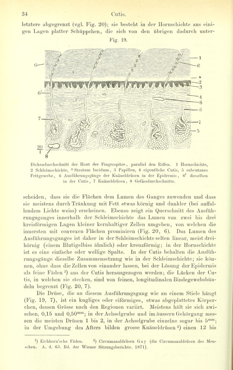 letztere abgegrenzt (vgl. Fig. 20); sie bestellt in der Hornschichte aus eini- gen Lagen platter Schüppchen, die sich von den übrigen dadurch unter- Fig. 19. in der Cutis, 7 Knäueldrüsen, 8 Gefässdurchschnitte. scheiden, dass sie die Flächen dem Lumen des Ganges zuwenden und dass sie meistens durch Tränkung mit Fett etwas körnig und dunkler (bei auffal- lendem Lichte weiss) erscheinen. Ebenso zeigt ein Querschnitt des Ausfüh- rungsganges innerhalb der Schleimschichte das Lumen von zwei bis drei kreisförmigen Lagen kleiner kernhaltiger Zellen umgeben, von welchen die innersten mit convexen Flächen prominiren (Fig. 20, 6). Das Lumen des Ausführungsganges ist daher in der Schleimschichte selten linear, meist drei- hörnig (einem Blutigelbiss ähnlich) oder kreuzförmig; in der Hornschichte ist es eine einfache oder wellige Spalte. In der Cutis behalten die Ausfüh- rungsgänge dieselbe Zusammensetzung wie in der Schleimschichte; sie kön- nen, ohne dass die Zellen von einander lassen, bei der Lösung der Epidermis als feine Fäden x) aus der Cutis herausgezogen werden; die Lücken der Cu- tis, in welchen sie stecken, sind von feinen, longitudinalen Bindegewebsbün- deln begrenzt (Fig. 20, 7). Die Drüse, die an diesem Ausführungsgang wie an einem Stiele hängt (Fig. 19, 7), ist ein kugliges oder eiförmiges, etwas abgeplattetes Körper- chen, dessen Grösse nach den Regionen variirt. Meistens hält sie sich zwi- schen, 0,15 und 0,50mm; in der Achselgrube und im äussern Gehörgang mes- sen die meisten Drüsen 1 bis 2, in der Achselgrube einzelne sogar bis 5mm; in der Umgebung des Afters bilden grosse Knäueldrüsen2) einen 12 bis x) Eichhorn'sche Fäden. 2) Circumanaldrüsen Gay (die Circumanaldrüsen des Men- schen. A. d. 63. Bd. der Wiener Sitzungsberichte. 1871).