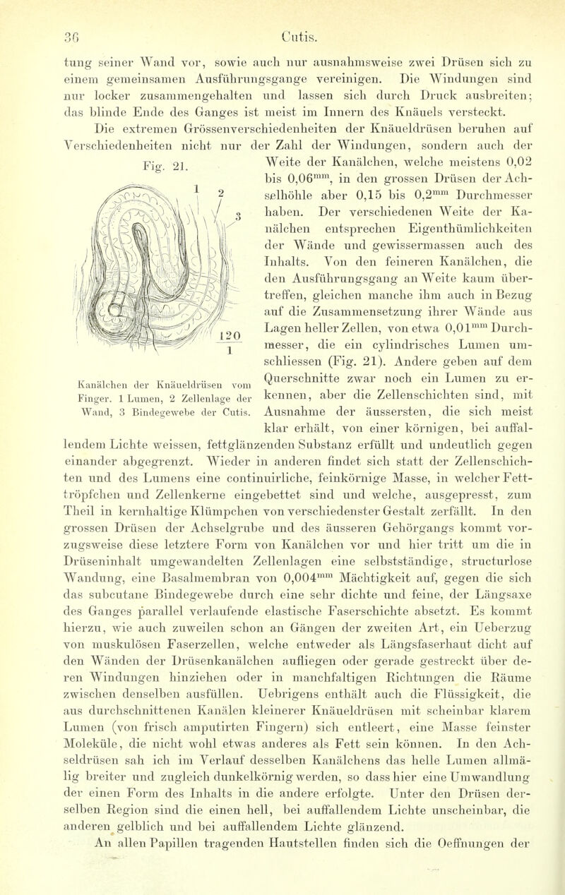 tung seiner Wand vor, sowie auch nur ausnahmsweise zwei Drüsen sich zu einem gemeinsamen Ausführungsgange vereinigen. Die Windungen sind nur locker zusammengehalten und lassen sich durch Druck ausbreiten; das blinde Ende des Ganges ist meist im Innern des Knäuels versteckt. Die extremen Grössenverschiedenheiten der Knäueldrüsen beruhen auf Verschiedenheiten nicht Fig. 21. 1 120 1 Kanälchen der Knäueldrüsen vom Finger. 1 Lumen, 2 Zellenlage der Wand, 3 Bindegewebe der Cutis. der Zahl der Windungen, sondern auch der Weite der Kanälchen, welche meistens 0,02 bis 0,06mm, in den grossen Drüsen der Ach- selhöhle aber 0,15 bis 0,2mm Durchmesser haben. Der verschiedenen Weite der Ka- nälchen entsprechen Eigentümlichkeiten der Wände und gewissermassen auch des Inhalts. Von den feineren Kanälchen, die den Ausführungsgang an Weite kaum über- treffen, gleichen manche ihm auch in Bezug auf die Zusammensetzung ihrer Wände aus Lagen heller Zellen, von etwa 0,0lmm Durch- messer, die ein cylindrisches Lumen um- schliessen (Fig. 21). Andere geben auf dem Querschnitte zwar noch ein Lumen zu er- kennen, aber die Zellenschichten sind, mit Ausnahme der äussersten, die sich meist klar erhält, von einer körnigen, bei auffal- lendem Lichte weissen, fettglänzenden Substanz erfüllt und undeutlich gegen einander abgegrenzt. Wieder in anderen findet sich statt der Zellenschich- ten und des Lumens eine continuirliche, feinkörnige Masse, in welcher Fett- tröpfchen und Zellenkerne eingebettet sind und welche, ausgepresst, zum Theil in kernhaltige Klümpchen von verschiedenster Gestalt zerfällt. In den grossen Drüsen der Achselgrube und des äusseren Gehörgangs kommt vor- zugsweise diese letztere Form von Kanälchen vor und hier tritt um die in Drüseninhalt umgewandelten Zellenlagen eine selbstständige, structurlose Wandung, eine Basalmembran von 0,004mm Mächtigkeit auf, gegen die sich das subcutane Bindegewebe durch eine sehr dichte und feine, der Längsaxe des Ganges parallel verlaufende elastische Faserschichte absetzt. Es kommt hierzu, wie auch zuweilen schon an Gängen der zweiten Art, ein Ueberzug von muskulösen Faserzellen, welche entweder als Längsfaserhaut dicht auf den Wänden der Drüsenkanälchen aufliegen oder gerade gestreckt über de- ren Windungen hinziehen oder in manchfaltigen Richtungen die Räume zwischen denselben ausfüllen. Uebrigens enthält auch die Flüssigkeit, die aus durchschnittenen Kanälen kleinerer Knäueldrüsen mit scheinbar klarem Lumen (von frisch amputirten Fingern) sich entleert, eine Masse feinster Moleküle, die nicht wohl etwas anderes als Fett sein können. In den Ach- seldrüsen sah ich im Verlauf desselben Kanälchens das helle Lumen allmä- lig breiter und zugleich dunkelkörnig werden, so dass hier eine Umwandlung der einen Form des Inhalts in die andere erfolgte. Unter den Drüsen der- selben Region sind die einen hell, bei auffallendem Lichte unscheinbar, die anderen gelblich und bei auffallendem Lichte glänzend. An allen Papillen tragenden Hautstellen finden sich die Oeffnungen der