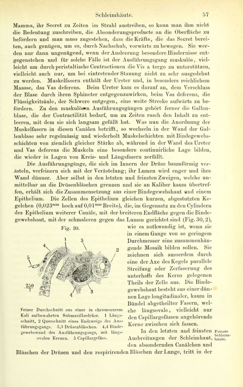 Mamma, ihr Secret zu Zeiten im Strahl austreiben, so kann man ihm nicht die Bedeutung zuschreiben, die Absonderungsproducte an die Oberfläche zu befördern und man muss zugestehen, dass die Kräfte, die das Secret berei- ten, auch genügen, um es, durch Nachschub, vorwärts zu bewegen. Sie wer- den nur dann ungenügend, wenn der Ausleerung besondere Hindernisse ent- gegenstehen und für solche Fälle ist der Ausführungsgang muskulös, viel- leicht um durch peristaltische Contractionen die Vis a tergo zu unterstützen, vielleicht auch nur, um bei eintretender Stauung nicht zu sehr ausgedehnt zu werden. Muskelfasern enthält der Ureter und, in besonders reichlichem Maasse, das Vas deferens. Beim Ureter kam es darauf an, dem Verschluss der Blase durch ihren Sphincter entgegenzuwirken, beim Vas deferens, die Flüssigkeitsäule, der Schwere entgegen, eine weite Strecke aufwärts zu be- fördern. Zu den muskulösen Ausführungsgängen gehört ferner die Gallen- blase, die der Contractilität bedarf, um zu Zeiten rasch den Inhalt zu ent- leeren, mit dem sie sich langsam gefüllt hat. Was nun die Anordnung der Muskelfasern in diesen Canälen betrifft, so wechseln.in der Wand der Gal- lenblase sehr regelmässig und wiederholt Muskelschichten mit Bindegewebs- schichten von ziemlich gleicher Stärke ab, während in der Wand des Ureter und Vas deferens die Muskeln eine besondere continuirliche Lage bilden, die wieder in Lagen von Kreis- und Längsfasern zerfällt. Die Ausführungsgänge, die sich im Innern der Drüse baumförmig ver- ästeln, verfeinern sich mit der Verästelung; ihr Lumen wird enger und ihre Wand dünner. Aber selbst in den letzten und feinsten Zweigen, welche un- mittelbar an die Drüsenbläschen grenzen nnd sie an Kaliber kaum übertref- fen, erhält sich die Zusammensetzung aus einer Bindegewebshaut und einem Epithelium. Die Zellen des Epithelium gleichen kurzen, abgestutzten Ke- gelchen (0,023mm hoch auf 0,0lram Breite), die, im Gegensatz zu den Cylindern des Epithelium weiterer Canäle, mit der breiteren Endfläche gegen die Binde- gewebshaut, mit der schmaleren gegen das Lumen gerichtet sind (Fig. 30, 2), wie es nothwendig ist, wenn sie in einem Gange von so geringem Durchmesser eine zusammenhän- gende Mosaik bilden sollen. Sie zeichnen sich ausserdem durch eine der Axe des Kegels parallele Streifung oder Zerfaserung des unterhalb des Kerns gelegenen Theils der Zelle aus. Die Binde- gewebshaut besteht aus einer dün- nen Lage longitudinaler, kaum in Bündel abgetheilter Fasern, wel- che längsovale, vielleicht nur den Capillargefässen angehörende Kerne zwischen sich fassen. In den letzten und feinsten Feinste Ausbreitungen der Schleimhaut, häute!™ den absondernden Canälchen und Bläschen der Drüsen und den respirirenden Bläschen der Lunge, tritt in der Fig. 30. } 3 Feiner Durchschnitt aus einer in chromsaurem Kali aufbewahrten Submaxillardrüse. 1 Längs- schnitt, 2 Querschnitt eines Endzweigs des Aus- führungsgangs. 3,3 Drüsenbläschen. 4,4 Binde- gewebswand des Ausführungsgangs, mit längs- ovalen Kernen. 5 Capillargelass.
