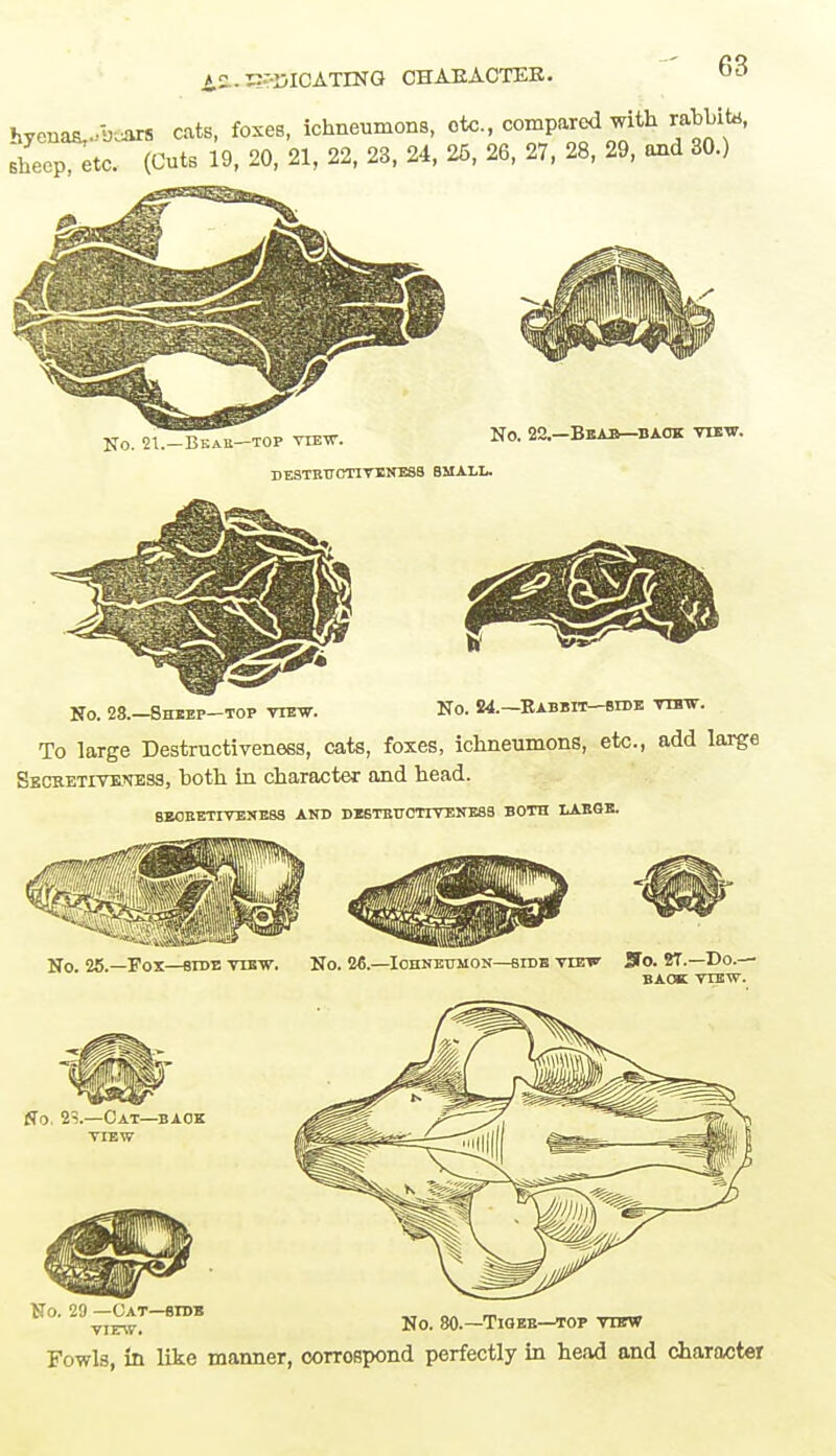 A.£ . 17'IjICATING CHARACTER. hyenas^ears cats, foxes, ichneumons, etc., compared with rabbit*, sheep etc. (Cuts 19, 20, 21, 22, 23, 24, 26, 26, 27, 28, 29, and 30.) No. 21.—Beak—top view. DE8TRTT0TIVENESS SMALL. No. 22.—Bear—back view. No. 28.—Sheep—top view. No. M.-Kabbit-sidk vtbw. To large Destructiveness, cats, foxes, ichneumons, etc., add large Skcketiteness, both in character and head. 6EORETIVENESS AND DESTBTTCTTVENESS BOTH LARGE. No. 25.—Fox—side -vtbw. No. 26.—Ichneumon—sidb veetp So. ST.—Do.— BACK VIEW. flo. 23.—Cat—back view No. 29 —Cat—bibb VIEW. NO. 80.—TlGEB—TOP VIEW Fowls, in like manner, corrospond perfectly in head and character