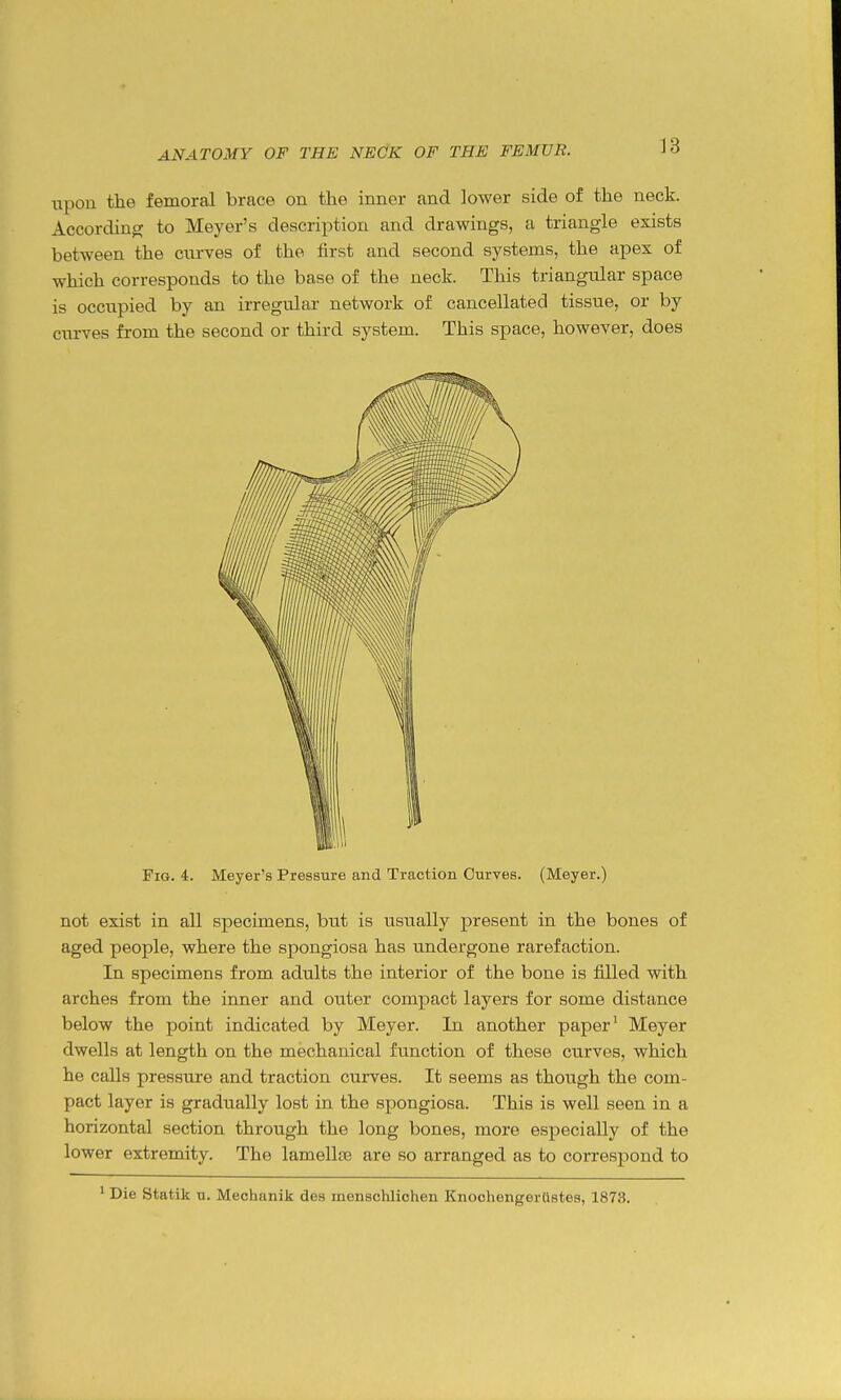 upon the femoral brace on the inner and lower side of the neck. According to Meyer's description and drawings, a triangle exists between the curves of the first and second systems, the apex of which corresponds to the base of the neck. This triangular space is occupied by an irregular network of cancellated tissue, or by curves from the second or third system. This space, however, does Fig. 4. Meyer's Pressure and Traction Curves. (Meyer.) not exist in all specimens, but is usually present in the bones of aged people, where the spongiosa has undergone rarefaction. In specimens from adults the interior of the bone is filled with arches from the inner and outer compact layers for some distance below the point indicated by Meyer. In another paper' Meyer dwells at length on the mechanical function of these curves, which he calls pressure and traction curves. It seems as though the com- pact layer is gradually lost in the spongiosa. This is well seen in a horizontal section through the long bones, more especially of the lower extremity. The lamelltB are so arranged as to correspond to ' Die Statik u. Mechanik des menschlichen Knochengerttstes, 1873.