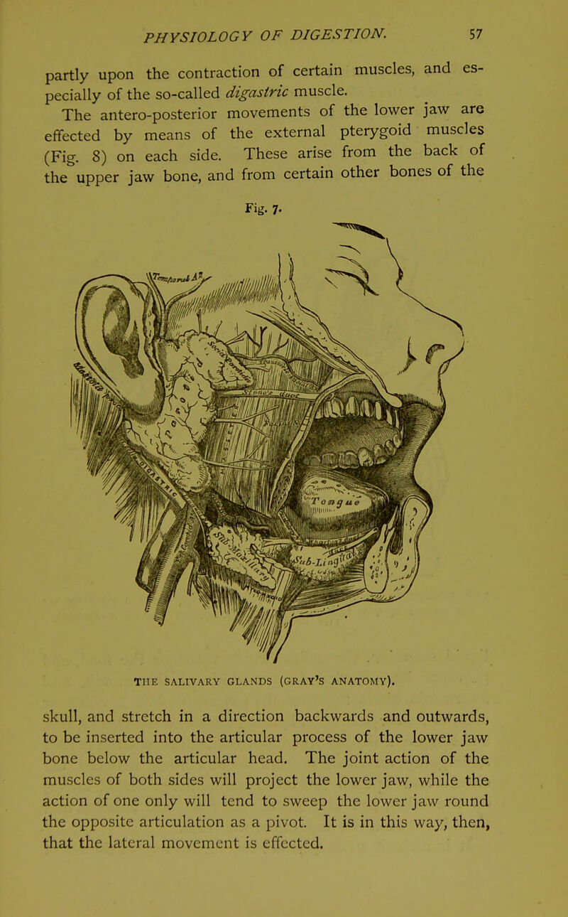 partly upon the contraction of certain muscles, and es- pecially of the so-called digastric muscle. The antero-posterior movements of the lower jaw are effected by means of the external pterygoid muscles (Fig. 8) on each side. These arise from the back of the upper jaw bone, and from certain other bones of the Fig. 7. THE SALIVARY GLANDS (GRAY'S ANATOMY). skull, and stretch in a direction backwards and outwards, to be inserted into the articular process of the lower jaw bone below the articular head. The joint action of the muscles of both sides will project the lower jaw, while the action of one only will tend to sweep the lower jaw round the opposite articulation as a pivot. It is in this way, then, that the lateral movement is effected.