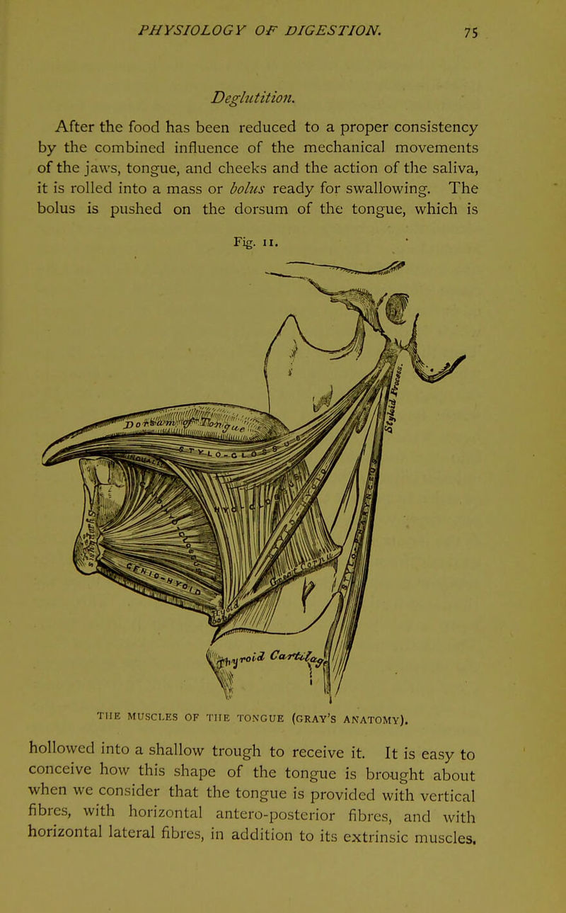 Deglutition. After the food has been reduced to a proper consistency by the combined influence of the mechanical movements of the jaws, tongue, and cheeks and the action of the saHva, it is rolled into a mass or bohis ready for swallowing. The bolus is pushed on the dorsum of the tongue, which is Fig. II. THE MUSCLES OF THE TONGUE (GRAY'S ANATOMY). hollowed into a shallow trough to receive it. It is easy to conceive how this shape of the tongue is brought about when we consider that the tongue is provided with vertical fibres, with horizontal antero-posterior fibres, and with horizontal lateral fibres, in addition to its extrinsic muscles.