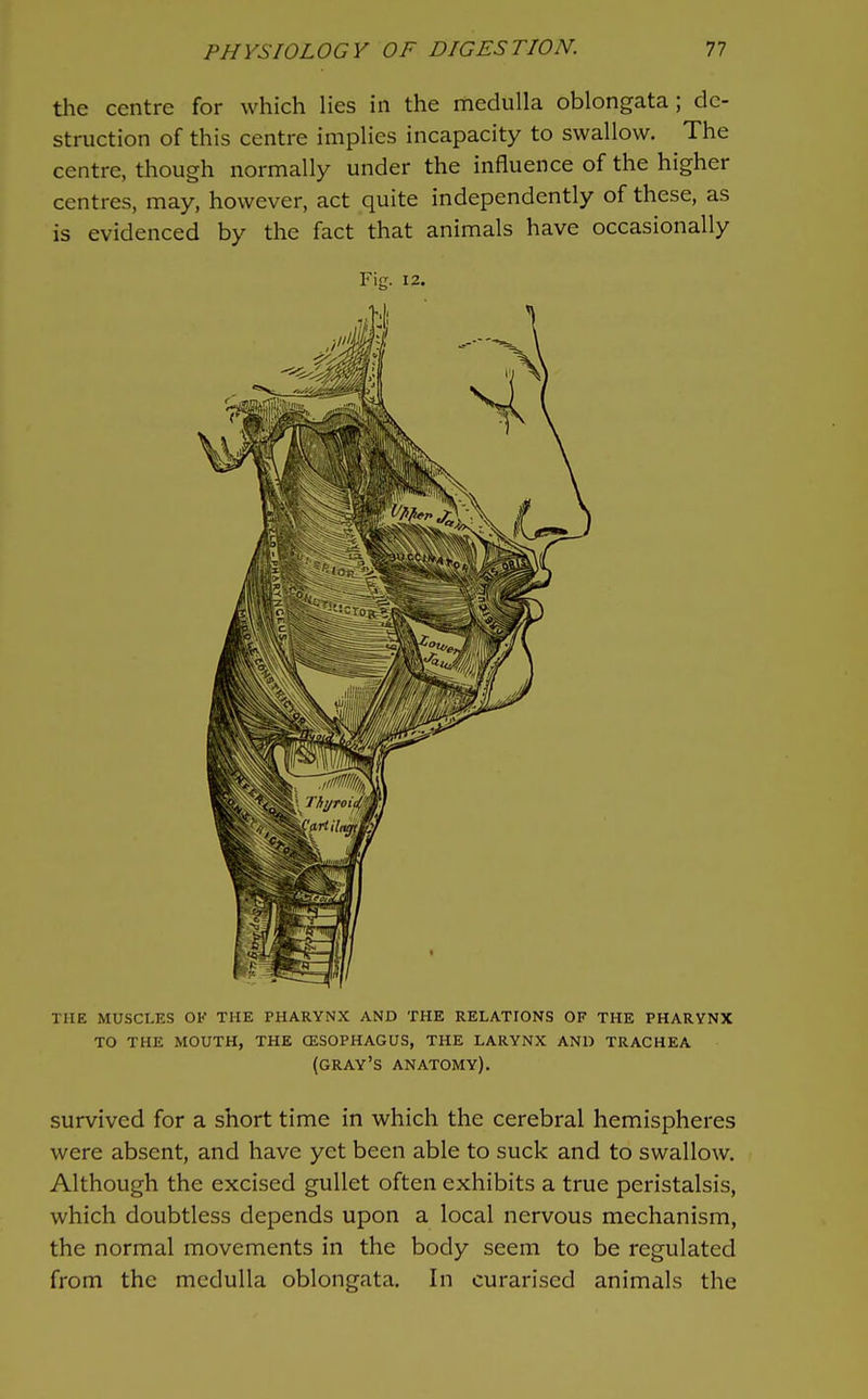 the centre for which lies in the medulla oblongata; de- struction of this centre implies incapacity to swallow. The centre, though normally under the influence of the higher centres, may, however, act quite independently of these, as is evidenced by the fact that animals have occasionally Fig. 12. THE MUSCLES OK THE PHARYNX AND THE RELATIONS OF THE PHARYNX TO THE MOUTH, THE CESOPHAGUS, THE LARYNX AND TRACHEA (gray's ANATOMY). survived for a short time in which the cerebral hemispheres were absent, and have yet been able to suck and to swallow. Although the excised gullet often exhibits a true peristalsis, which doubtless depends upon a local nervous mechanism, the normal movements in the body seem to be regulated from the medulla oblongata. In curariscd animals the