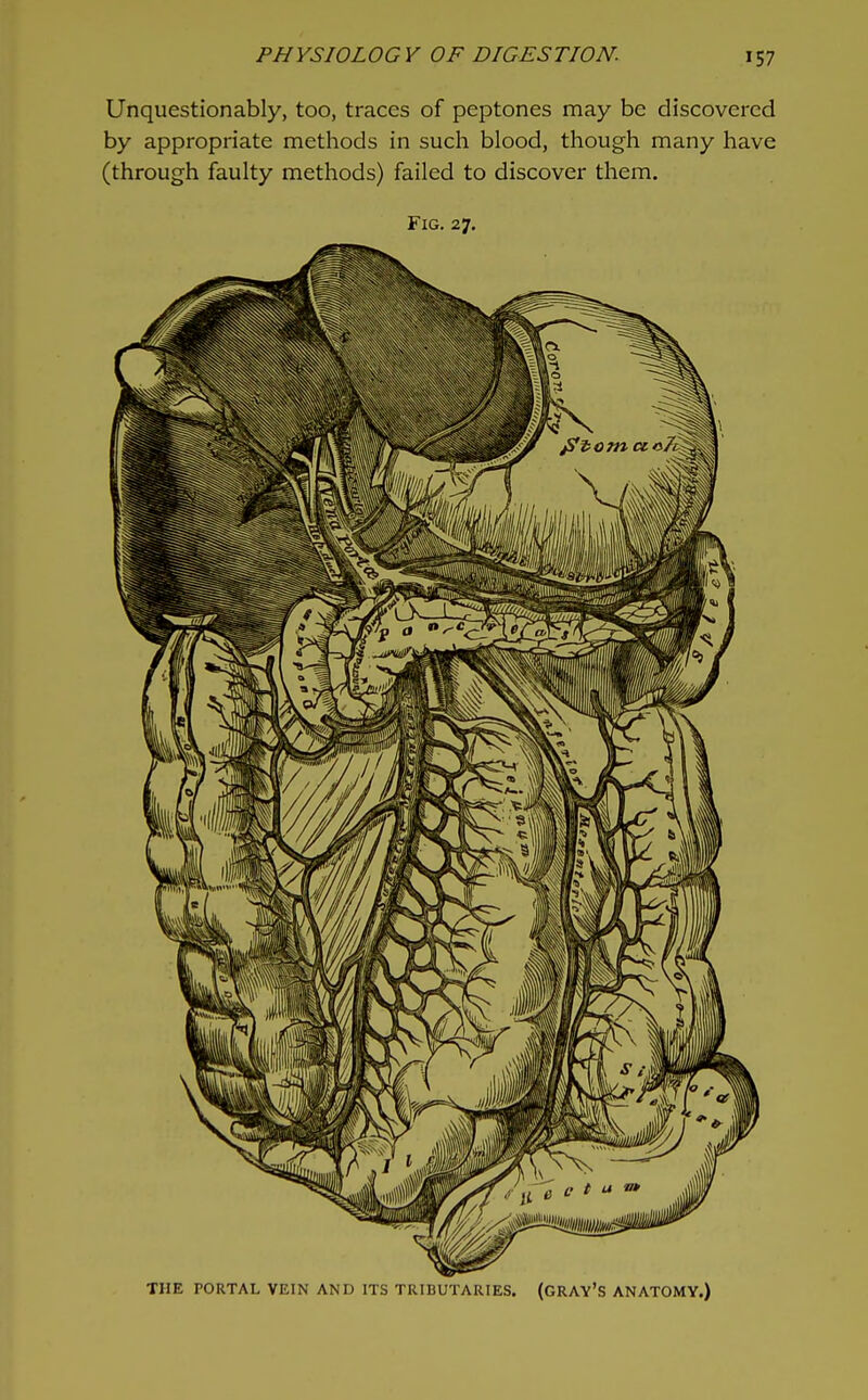Unquestionably, too, traces of peptones may be discovered by appropriate methods in such blood, though many have (through faulty methods) failed to discover them. Fig. 27, THE PORTAL VEIN AND ITS TRIBUTARIES. (GRAY'S ANATOMY.)