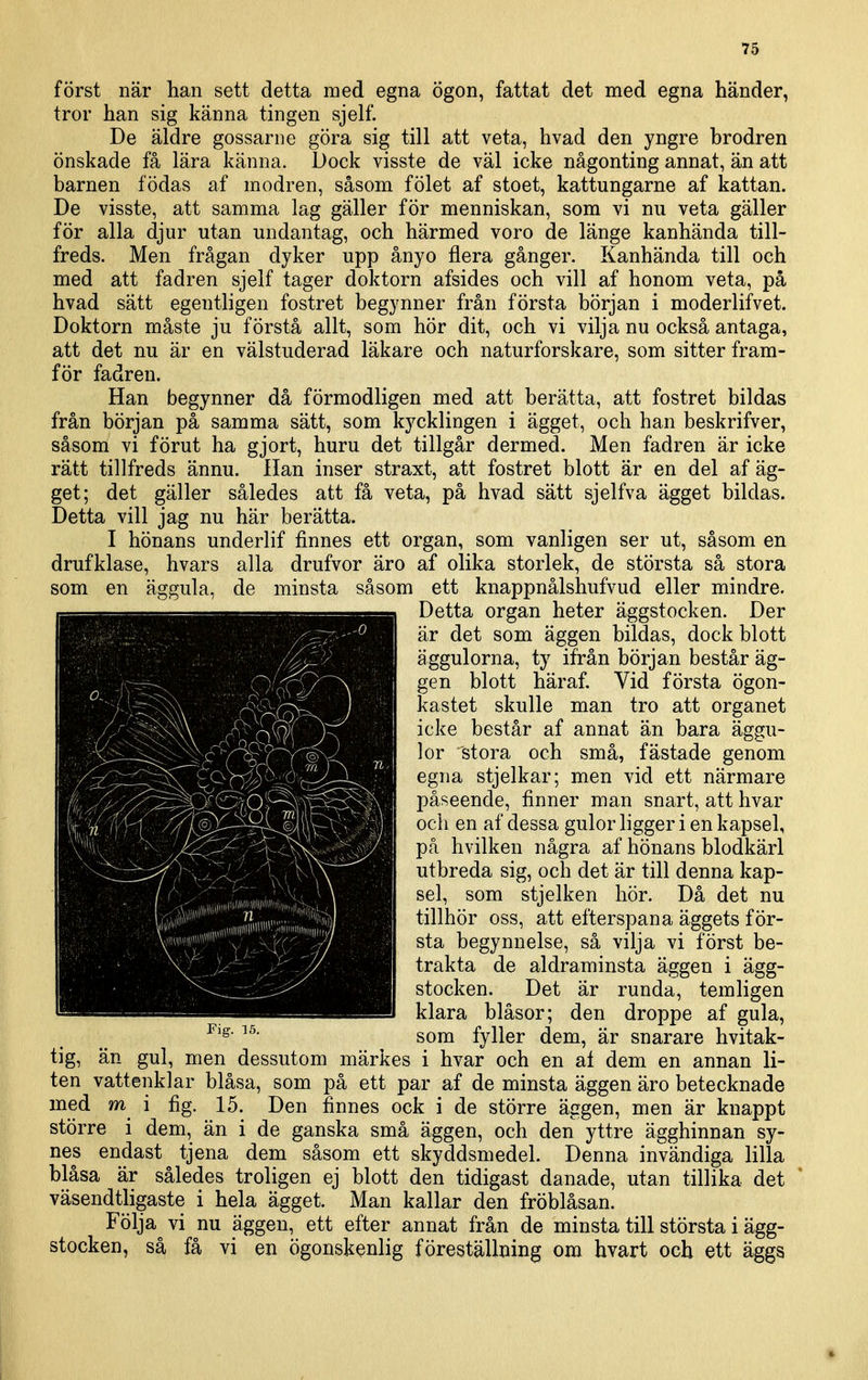 som en först när han sett detta med egna ögon, fattat det med egna händer, tror han sig känna tingen sjelf. De äldre gossarne göra sig till att veta, hvad den yngre brödren önskade få lära känna. Dock visste de väl icke någonting annat, än att barnen födas af modren, såsom fölet af stoet, kattungarne af kattan. De visste, att samma lag gäller för menniskan, som vi nu veta gäller för alla djur utan undantag, och härmed voro de länge kanhända till- freds. Men frågan dyker upp ånyo flera gånger. Kanhända till och med att fadren sjelf tager doktorn afsides och vill af honom veta, på hvad sätt egentligen fostret begynner från första början i moderlifvet. Doktorn måste ju förstå allt, som hör dit, och vi vilja nu också antaga, att det nu är en välstuderad läkare och naturforskare, som sitter fram- för fadren. Han begynner då förmodligen med att berätta, att fostret bildas från början på samma sätt, som kycklingen i ägget, och han beskrifver, såsom vi förut ha gjort, huru det tillgår dermed. Men fadren är icke rätt tillfreds ännu. lian inser straxt, att fostret blott är en del af äg- get; det gäller således att få veta, på hvad sätt sjelfva ägget bildas. Detta vill jag nu här berätta. I hönans underlif finnes ett organ, som vanligen ser ut, såsom en drufklase, hvars alla drufvor äro af olika storlek, de största så stora äggula, de minsta såsom ett knappnålshufvud eller mindre. Detta organ heter äggstocken. Der är det som äggen bildas, dock blott äggulorna, ty ifrån början består äg- gen blott häraf. Vid första ögon- kastet skulle man tro att organet icke består af annat än bara äggu- lor stora och små, fästade genom egna stjelkar; men vid ett närmare påseende, finner man snart, att hvar och en af dessa gulor ligger i en kapsel, på hvilken några af hönans blodkärl utbreda sig, och det är till denna kap- sel, som stjelken hör. Då det nu tillhör oss, att efterspana äggets för- sta begynnelse, så vilja vi först be- trakta de aldraminsta äggen i ägg- stocken. Det är runda, temligen klara blåsor; den droppe af gula, som fyller dem, är snarare hvitak- tig, än gul, men dessutom märkes i hvar och en al dem en annan li- ten vattenklar blåsa, som på ett par af de minsta äggen äro betecknade med m i fig. 15. Den finnes ock i de större äggen, men är knappt större i dem, än i de ganska små äggen, och den yttre ägghinnan sy- nes endast tjena dem såsom ett skyddsmedel. Denna invändiga lilla blåsa är således troligen ej blott den tidigast danade, utan tillika det väsendtligaste i hela ägget. Man kallar den fröblåsan. Följa^ vi nu äggen, ett efter annat från de minsta till största i ägg- stocken, så få vi en ögonskenlig föreställning om hvart och ett äggs Fig. 15.