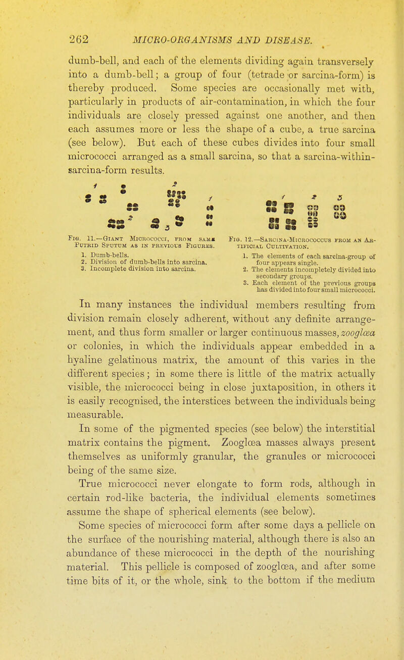 * dumb-bell, and eacb of tbe elements dividing again transversely into a dumb-bell; a group of four (tetrade or sarcina-form) is thereby produced. Some species are occasionally met with, particularly in products of air-contamination, in which the four individuals are closely pressed against one another, and then each assumes more or less the shape of a cube, a true sarcina (see below). But each of these cubes divides into four small micrococci arranged as a small sarcina, so that a sarcina-within- sarcina-form results. * m f * s Si * US oo oo > cm w «» ea ••S S s • ea 55 M Fig. 11.—Giant Micrococci, prom samb Fio. 12.—Sarcina-Micrococcus from an Ah- Putrid Sputum as in previous Figures. tifioial Cultivation. 1. Dumb-bells. 1. The elements of each sarcina-group of 2. Division of dumb-bells into sarcina. four appears single. 3. Incomplete division into sarcina. 2. The elements incompletely divided into secondary groups. 3. Each element of the previous groups has divided into four small micrococci. In many instances the individual members resulting from division remain closely adherent, without any definite arrange- ment, and thus form smaller or larger continuous masses, zooglcea or colonies, in which the individuals appear embedded in a hyaline gelatinous matrix, the amount of this varies in the different species; in some there is little of the matrix actually visible, the micrococci being in close juxtaposition, in others it is easily recognised, the interstices between the individuals being- measurable. In some of the pigmented species (see below) the interstitial matrix contains the pigment. Zooglcea masses always present themselves as uniformly granular, the granules or micrococci being of the same size. True micrococci never elongate to form rods, although in certain rod-like bacteria, the individual elements sometimes assume the shape of spherical elements (see below). Some species of micrococci form after some days a pellicle on the surface of the nourishing material, although there is also an abundance of these micrococci in the depth of the nourishing material. This pellicle is composed of zooglcea, and after some time bits of it, or the whole, sink to the bottom if the medium