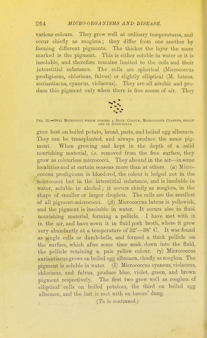 various colours. They grow well at ordinary temperatures, and occur chiefly as zooglcea; they differ from one another by forming different pigments. The thicker the layer the more marked is the pigment. This is either soluble in water or it is insoluble, and therefore remains limited to the cells and their interstitial substance. The cells are spherical (Micrococcus prodigiosus, chlorinus, fulvus) or slightly elliptical (M. luteus, auriantiacus, cyaneus, violaceus). They are all aerobic and pro- duce this pigment only when there is free access of air. They Fia. 13.—Oval Micrococci which possess a Blue Colour, Micrococcus Cyaneus, singly and in Dumb-bells. grow best on boiled potato, bread, paste, and boiled egg albumen. They can be transplanted, and always produce the same pig- ment. When growing and kept in the depth of a solid nourishing material, i.e. removed from the free surface, they grow as colourless micrococci. They abound in the air—in some localities and at certain seasons more than at others, (a) Micro- coccus prodigiosus is blood-red, the colour is lodged not in the micrococci but in the interstitial substance, and is insoluble in water, soluble in alcohol; it occurs chiefly as zooglcea, in the shape of smaller or larger droplets. The cells are the smallest of all pigment-micrococci. (/3) Micrococcus luteus is yellowish, and the pigment is insoluble in water. It occurs also in fluid nourishing material, forming a pellicle. I have met with it in the air, and have sown it in fluid pork broth, where it grew very abundantly at a temperature of 32°—38° C. It was found as single cells or dumb-bells, and formed a thick pellicle on the surface, which after some time sank down into the fluid, the pellicle retaining a pale yellow colour. (7) Micrococcus auriantiacus grows on boiled egg albumen, chiefly as zooglcea. The pigment is soluble in water. (8) Micrococcus cyaneus, violaceus, chlorinus, and fulvus, produce blue, violet, green, and brown pigment respectively. The first two grow well as zooglcea of elliptical cells on boiled potatoes, the third on boiled egg albumen, and the last is met with on horses' dung. (To be continued.)