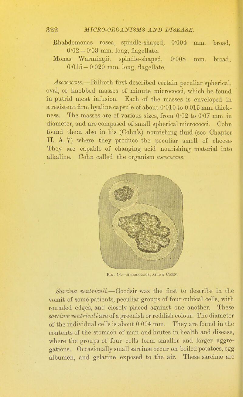 Khabdomonas rosea, spindle-shaped, 0-004 mm. broad, 0-02-0-03 mm. long, flagellate. Monas Warmingii, spindle-shaped, 0008 mm. broad, 0-015-0-020 mm. long, flagellate. Ascococcits.—Billroth first described certain peculiar spherical, oval, or knobbed masses of minute micrococci, which he found in putrid meat infusion. Each of the masses is enveloped in a resistent firm hyaline capsule of about 0-010 to 0-0l5 mm. thick- ness. The masses are of various sizes, from 0-02 to 0'07 mm. in diameter, and are composed of small spherical micrococci. Cohn found them also in his (Cohn's) nourishing fluid (see Chapter II. A. 7) where they produce the peculiar smell of cheese- They are capable of changing acid nourishing material into alkaline. Cohn called the organism ascococcus. Fio. 14.—Ascococcus, after Cohn. Sarcina ventriculi.—Goodsir was the first to describe in the vomit of some patients, peculiar groups of four cubical cells, with rounded edges, and closely placed against one another. These sarcince ventriculi are of a greenish or reddish colour. The diameter of the individual cells is about 0'004 mm. They are found in the contents of the stomach of man and brutes in health and disease, where the groups of four cells form smaller and larger aggre- gations. Occasionally small sarcinse occur on boiled potatoes, egg albumen, and gelatine exposed to the air. These sarcinse are