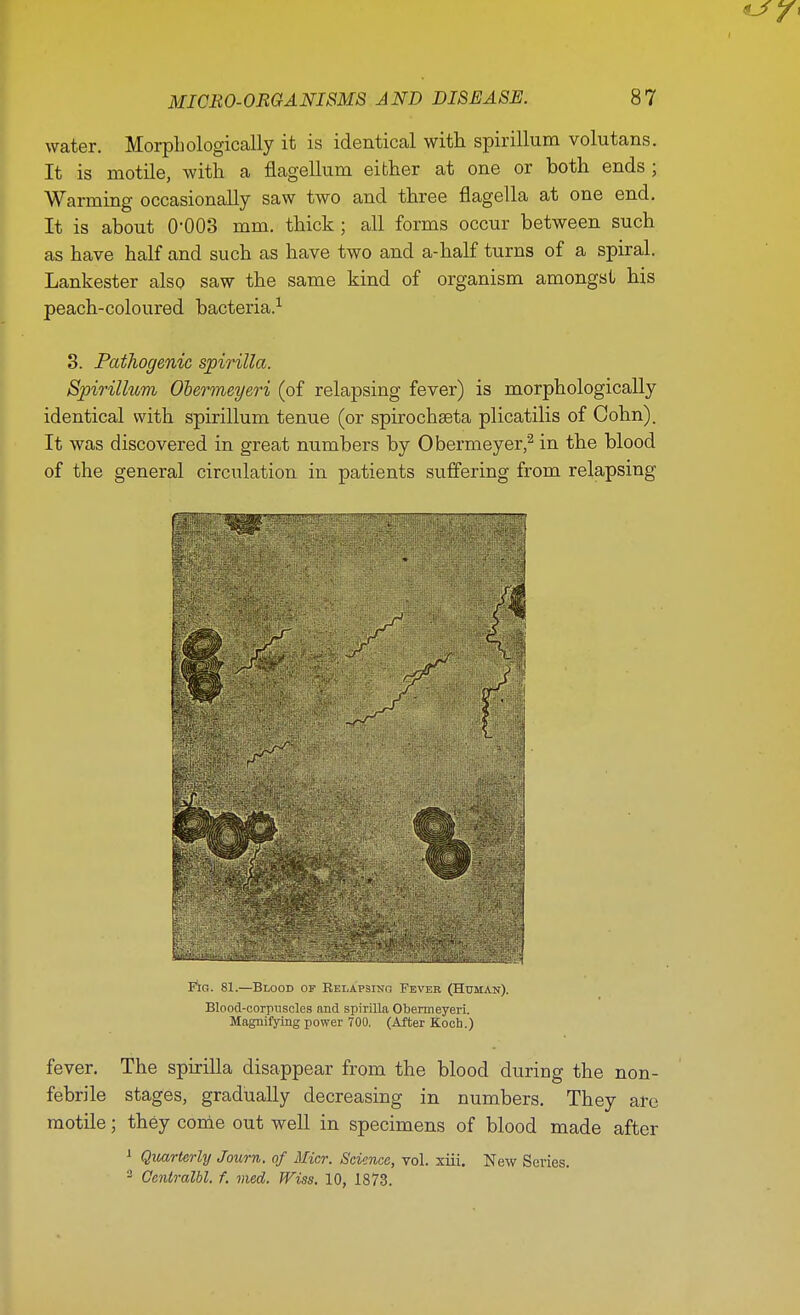 water. Morphologically it is identical with spirillum volutans. It is motile, with a flagellum either at one or both ends ; Warming occasionally saw two and three flagella at one end. It is about 0-003 mm. thick ; all forms occur between such as have half and such as have two and a-half turns of a spiral. Lankester also saw the same kind of organism amongst his peach-coloured bacteria.1 3. Pathogenic spirilla. Spirillum Obermeyeri (of relapsing fever) is morphologically identical with spirillum tenue (or spirochseta plicatilis of Cohn). It was discovered in great numbers by Obermeyer,2 in the blood of the general circulation in patients suffering from relapsing Fig. 81.—Blood of Relapsing Fever (Human). Blood-corpuscles and spirilla Obermeyeri. Magnifying power 700. (After Koch.) fever. The spirilla disappear from the blood during the non- febrile stages, gradually decreasing in numbers. They are motile; they come out well in specimens of blood made after 1 Quarterly Journ. of Micr. Science, vol. xiii. New Series. 2 Gcnlralbl. f. vied. Wiss. 10, 1873.