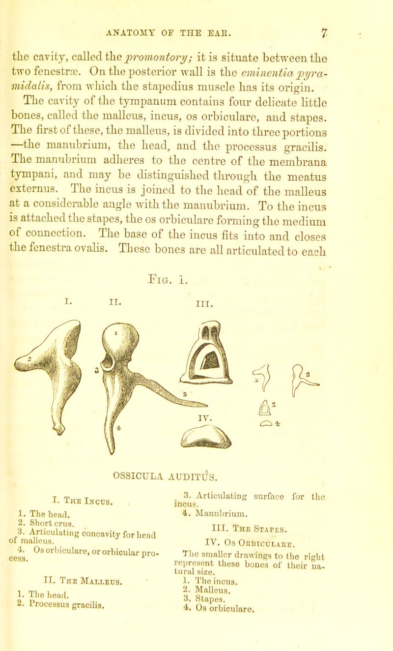 the cavity, called the promontory; it is situate between the two fenestra;. On the posterior wall is the eminentia pyra- midalis, from which the stapedius muscle has its origin. The cavity of the tympanum contains four delicate little bones, called the malleus, incus, os orbiculare, and stapes. The first of these, the malleus, is divided into three portions —the manubrium, the head, and the processus gracilis. The manubrium adheres to the centre of the membrana tympani, and may be distinguished through the meatus externus. The incus is joined to the head of the malleus at a considerable angle with the manubrium. To the incus is attached the stapes, the os orbiculare forming the medium of connection. The base of the incus fits into and closes the fenestra ovalis. These bones are all articulated to each Fig. ii. in. C± 4: ossicula auditiJs. I. The Incus. 1. The bead. 2. Short cnig. 3. Articulating concavity for head ot malleus. 4. Os orbiculare, or orbicular pro- II. The Malleus. 1. The head. 2. Processus gracilis. 3. Articulating surface for the incus. 4. Manubrium. III. The Stams. IV. Os Ohhiculaiie. The smaller drawings to the right represent these buncs of their na- tural size. 1. Tho incus. 2. Malleus. 3. Stapes. 4. Os orbiculare.