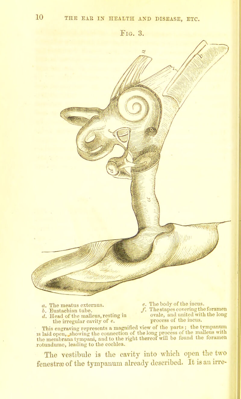 Fig. 3. a. The meatus externus. b. Eustachian lube. d. Head of the malleus, resting iu the- irregular cavity of c. s. The body of the incus. f. The si apes covering the foramen ovale, ami united with the long process of the incus. This engraving represents a magnified view of Ihe parts ; the tympanum is laid open, showing the connection of the long process of the malleus with the membranatympani, and to the right thereof will bo found tho foramen rotundumo, leading to tho cochlea. The vestibule is ihe cavity into which open (lie two fenestra; of the tympanum already described. It is an irre-