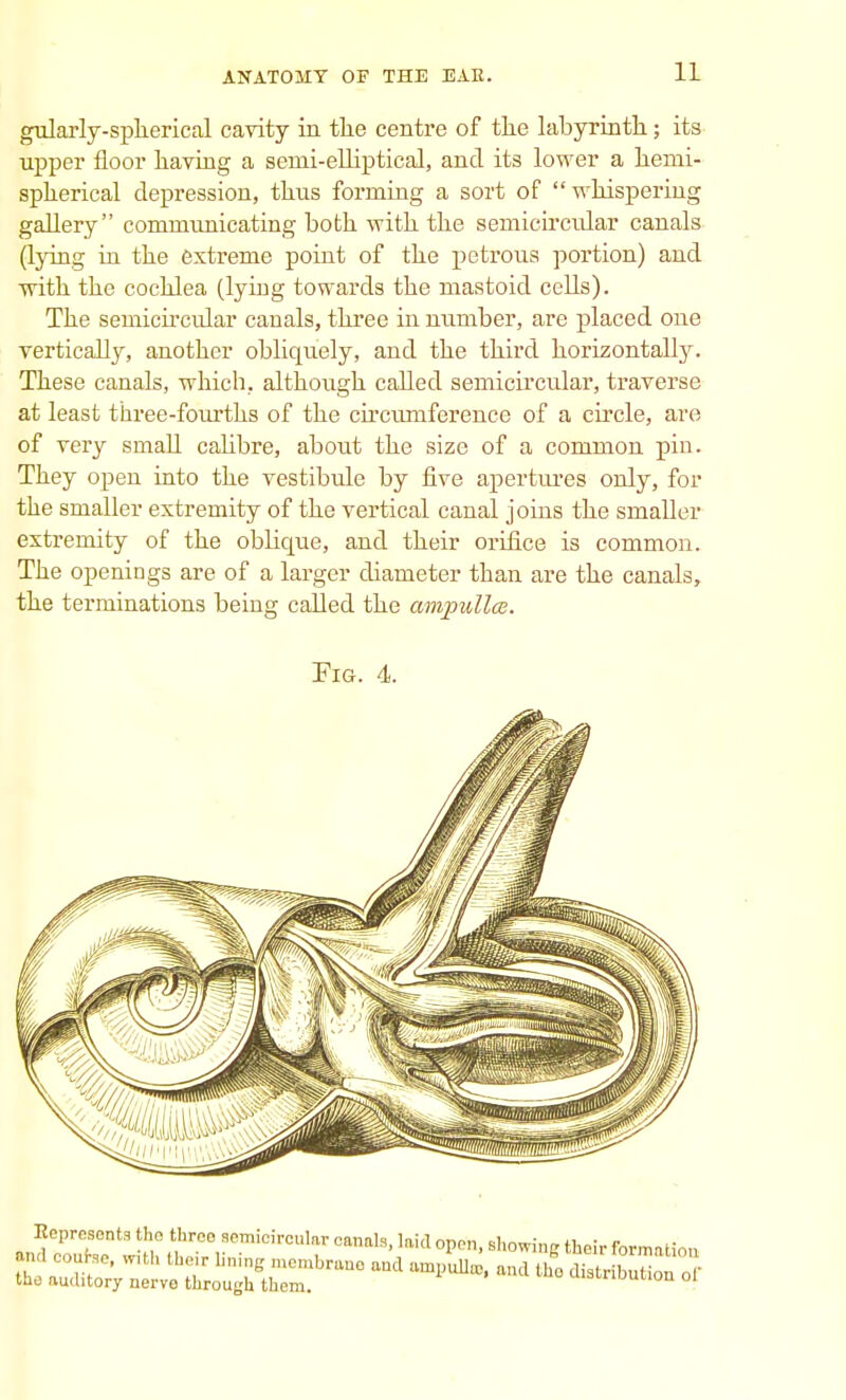 gularly-spherical cavity in the centre of the labyrinth; its upper floor having a semi-elliptical, and its lower a hemi- spherical depression, thus forming a sort of whispering gallery communicating both with the semicircidar canals (lying in the extreme point of the petrous portion) and with the cochlea (lying towards the mastoid cells). The semicircular canals, three in number, are placed one vertically, another obliquely, and the third horizontal^. These canals, which, although called semicircular, traverse at least three-fourths of the circumference of a circle, are of very small calibre, about the size of a common pin. They open into the vestibule by five apertures only, for the smaller extremity of the vertical canal joins the smaller extremity of the oblicrae, and their orifice is common. The openings are of a larger diameter than are the canals, the terminations being called the ampullce.