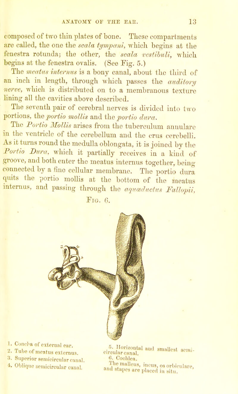 composed of two thin plates of bone. These compartments are called, the one the scala tympani, which begins at the fenestra rotunda; the other, the scala vestibuli, which begins at the fenestra ovalis. (See Fig. 5.) The meatus interims is a bony canal, about the third of an inch in length, through which passes the auditory nerve, which is distributed on to a membranous texture lining all the cavities above described. The seventh pair of cerebral nerves is divided into two portions, the p>ortio mollis and the portio dura. The Portio Mollis arises from the tuberculum annulare in the ventricle of the cerebellum and the crus cercbelli. As it turns round the medulla oblongata, it is joined by the Portio Dura, which it partially receives in a kind of groove, and both enter the meatus internus together, being- connected by a fine cellular membrane. The portio dura quits the portio mollis at the bottom of the meatus internus, and passing through the aguwductus Fallopii, Tig. 6. I. Cuivl'a of external ear r ti - t„i, r Ltlu•f>,• .5..Horizontal and smallest seini 1. Tube of meatus externus. circular canal. ■i. Superior semicircular canal 6-Cooblea. Oblique semicircnlar canal. JS^fe fti « «*|^