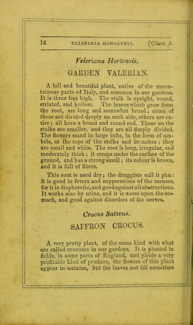 Veleriana Hortensis. GARDEN VALERIAN. A tall and beautiful plant, native of the moun- tainous parts of Italy, and common in our gardens. It is three feet high. The stalk is upright, round, striated, and hollow. The leaves which grow from the root, are long and somewhat broad; some of these are divided deeply on each side, others are en- tire ; all have a broad and round end. Those on the stalks are smaller, and they are all deeply divided. The flowers stand in large tufts, in the form of um- bels, at tlie tops of the stalks and branches ; they are small and white. The root is long, irregular, and moderately thick ; it creeps under the surface of the ground, and has a strong smell; its colour is brown, and it is full of fibres. This root is used dry; the druggists call it phu: it is good in fevers and suppressions of the menses, for it is diaphoretic, and good against all obstructions. It works also by urine, and it is warm upon the sto- mach, and good against disorders of the nerves. Crocus Sativus. SAFFRON CROCUS. A very pretty plant, of the same kind with what are called crocuses in our gardens. It is planted in fields, in some parts of England, and yields a very profitable kind of produce, the flowers of this plant appear in autumn, but the leaves not till sometima