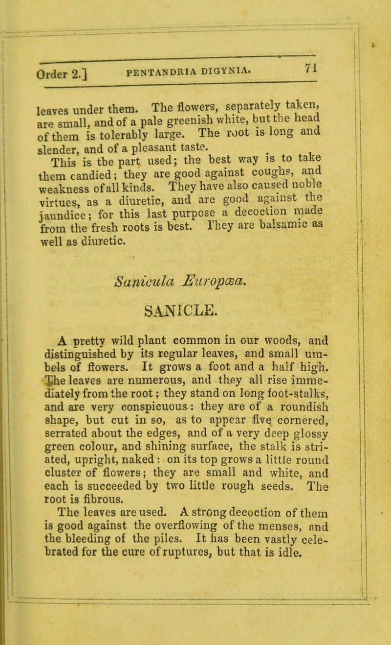 leaves under them. The flowers, separately taken, are small, and of a pale greenish white, but the head of them is tolerably large. The root is long and slender, and of a pleasant taste. a This is the part used; the best way is to take them candied; they are good against coughs, and weakness of all kinds. They have also caused noble virtues, as a diuretic, and are good against the jaundice; for this last purpose a decoction made from the fresh roots is best. They are balsamic as well as diuretic. Sanicula Europoea. SANICLE. A pretty wild plant common in our woods, and distinguished by its regular leaves, and small um- bels of flowers. It grows a foot and a half high. $he leaves are numerous, and they all rise imme- diately from the root; they stand on long foot-stalks, and are very conspicuous: they are of a roundish shape, but cut in so, as to appear five cornered, serrated about the edges, and of a very deep glossy green colour, and shining surface, the stalk is stri- ated, upright, naked : on its top grows a little round cluster of flowers; they are small and white, and each is succeeded by two little rough seeds. The root is fibrous. The leaves are used. A strong decoction of them is good against the overflowing of the menses, and the bleeding of the piles. It has been vastly cele- brated for the cure of ruptures, but that is idle.