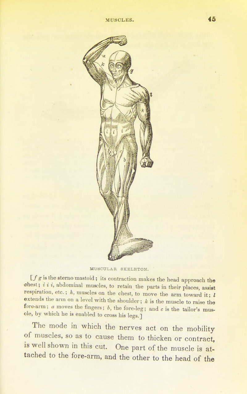 MUaCULAR SKELETON. [/ g is the etenio mastoid; its contraction makes the head approach the flhest; i i i, abdominal muscles, to retain the parts in their places, assist respiration, etc.; h, muscles on the chest, to move the arm toward it; I e.'ctends the arm on a level with the shoulder; k is the muscle to raise the foru-arm; a moves the fingers; b, the fore-leg; and c is the tailor's mus- cle, by which he is enabled to cross his legs.] The mode in which the nerves act on the mobility of muscles, so as to cause them to thicken or contract, is well shown in this cut. One part of the muscle is at- tached to the fore-arm, and the other to the head of the