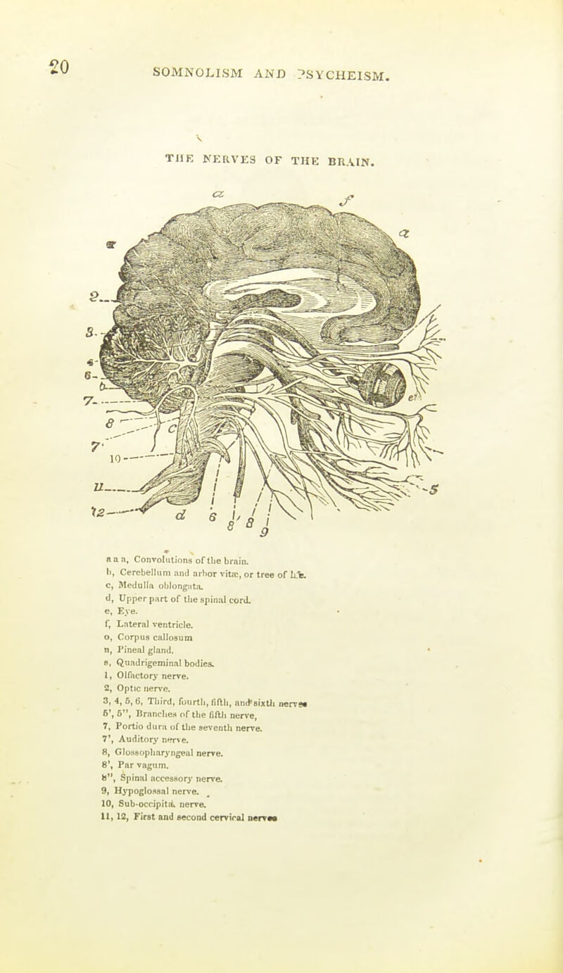 SOMNOLISM AND ?SYCHEISM. TilK NKRVKS OF THK BRAIN. I>, Cerebellum and aihor vitre, or tree of c, Medulla oblongata. d, Upper part of the spinal cord. e, Eye. r, Lateral ventricle. 0, Corpus callosum n, Pineal gland. 8, Quadrigeminal bodies. 1, Olfactory nerve. 2, Optic iien-e. 3, 4, 6, 6, Third, fourth, fifth, an^sixUi iwrrea 5', 6, Ilranche.s of the fifth nerve, 7, Portio dura of tlie seventh nerve- 7', Auditory nf?r>e. 8, Glossopharyngeal nerve. 8', Par vagum. *J, Spinal accessory nerve. 9, Hi'pogloflsai nerve. 10, Sub-occipitit nerve. It, 13, First and second cervical n«rT««