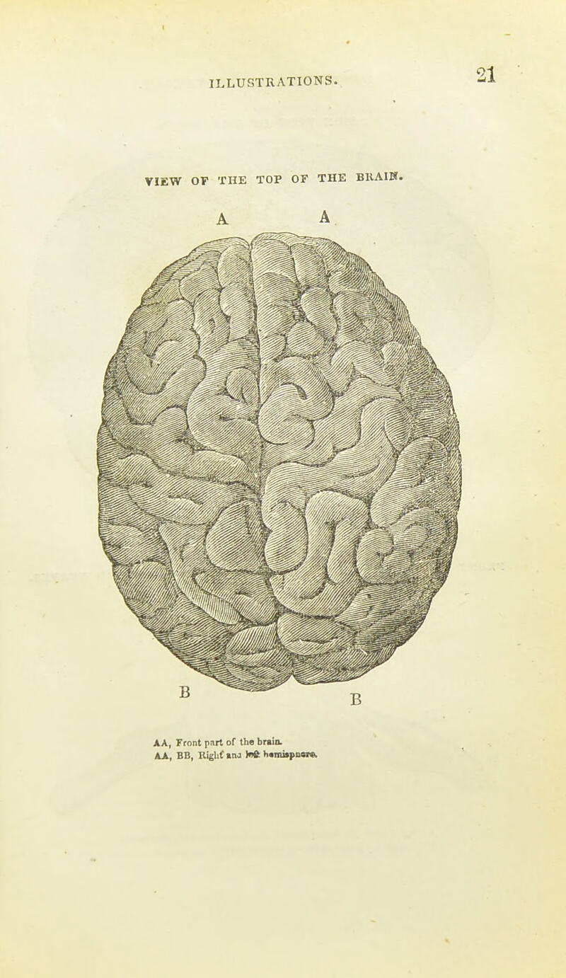 VIEW OF THE TOP OF THE BUAIH. A A AA, Front pnrt of the brain. hA, BB, lUgUf »no Iflft h«mi»pMi»