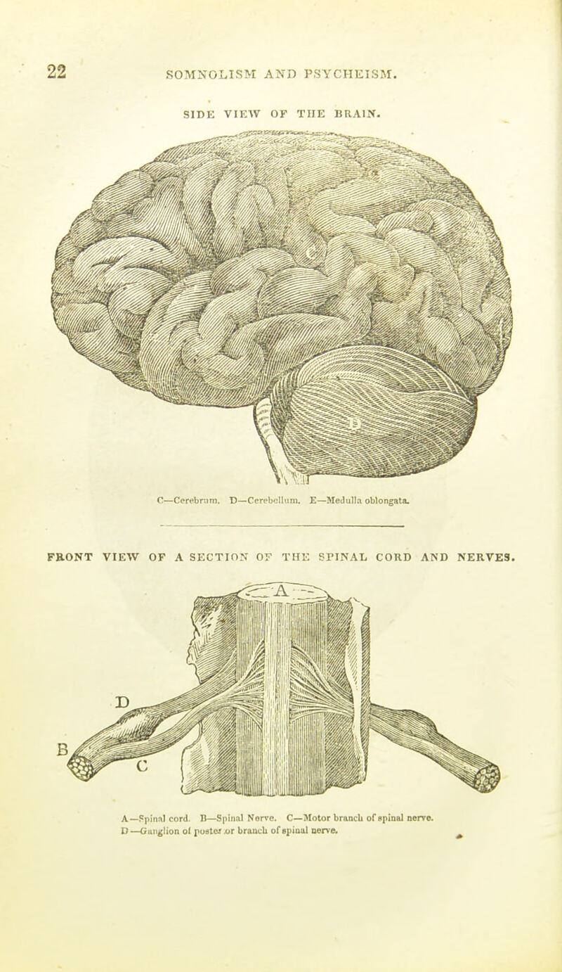 SIDE VIEW OF THE BRAIN. C—Cerebnitn. D—Cerebellum. E—Meilulla oblongata.