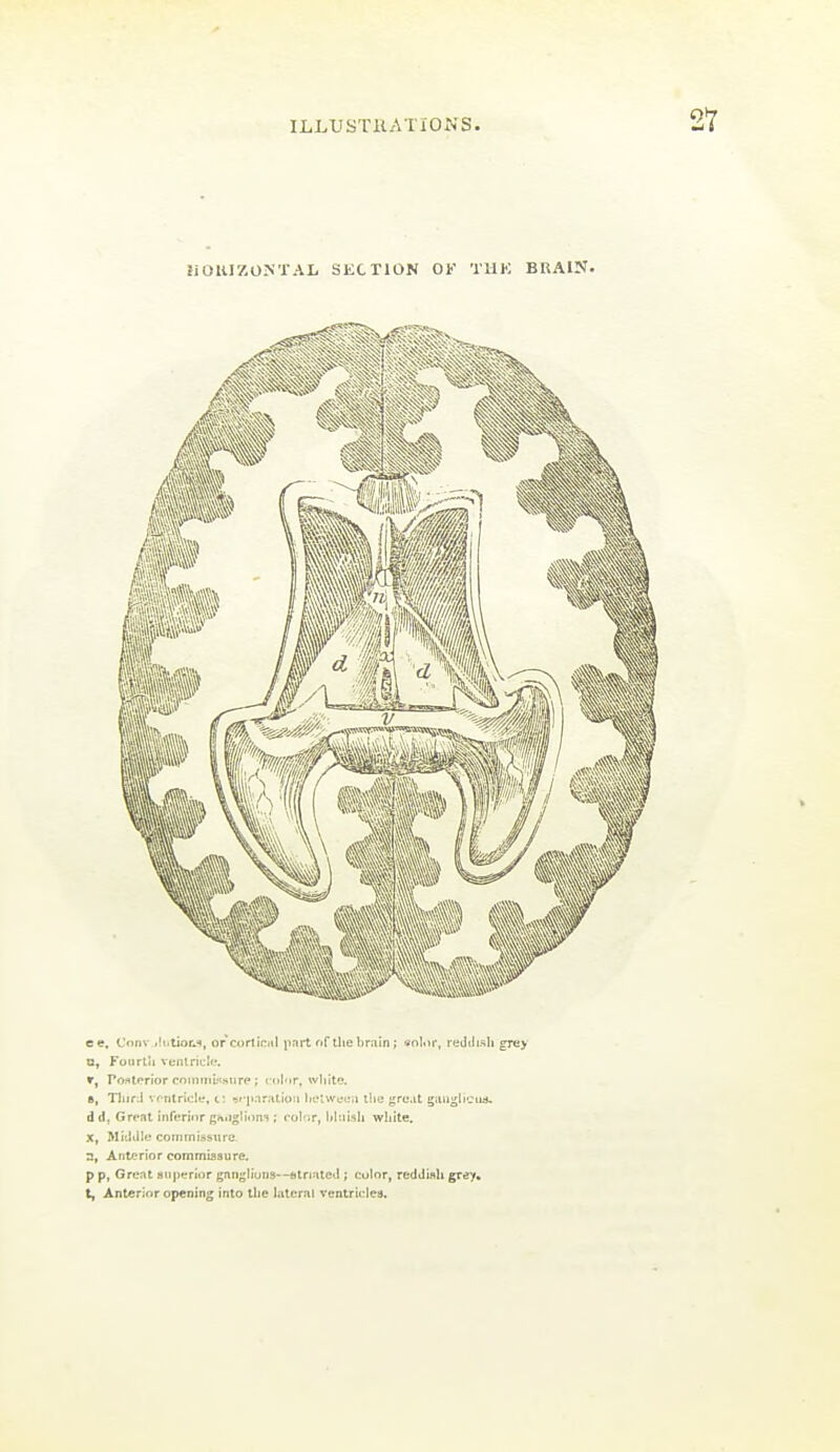 ZiOlUZOMTAL SECTION OF TUK BRAIN- ee, Vtmv >!iitior.s, orcortictil part riftlieliraln; snlor, redilisli gre> u, Fourtli venlricIiT. », Po.Htf rior coiiiuil'isiire ; cdlnr, white. 5, Tliirii vf-ntriclL*, t: •ji'pnration Iictwycii llie jcreat gilii^liciiij. d d, Grrat inferior /jhiigliom ; colr.r, lilnish white. X, Midtlle coinmissxirc n, AiitJ?rior commasure, P p, Grent superior gaiigliuns—striated ; color, reddish grey, t, Anterior opening into the hiteral ventricles.