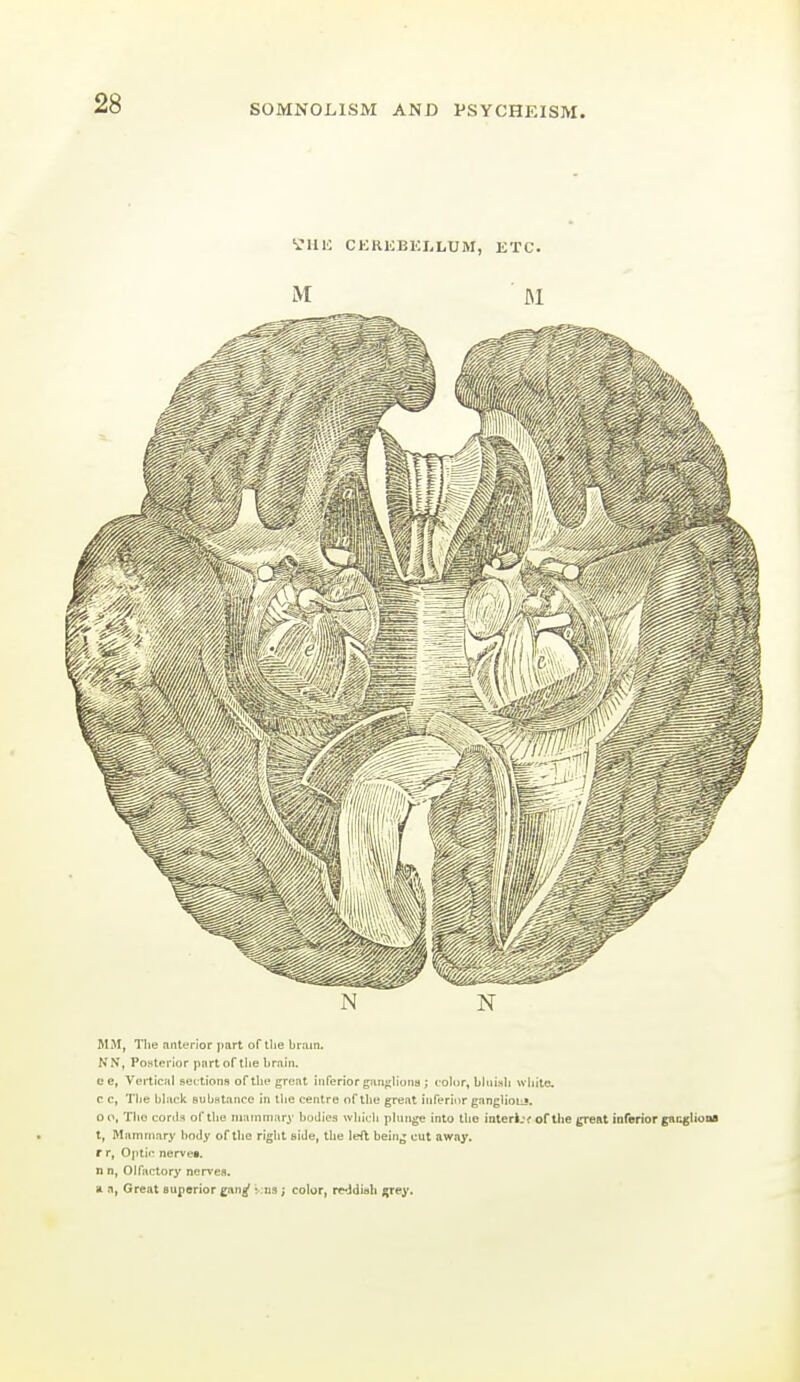 VUli CKRKBKLLUM, ETC. M JM MM, The anterior part of the brain. NN, PoHterlor part of the brain. e e, Vertical seftions of tht* great inferior giin<;liona ; color, bhiish wiiitc. c. c, The black subHlance in the centre of the gresit iiiferinr gangHou?. 0 o, The conU of the niarnniary boilies which plunge into the interi,'f of the great inferior gncglioM t, Mammary body of the right side, the left bein^ cut away, r r, Ojitic nervei. n n, Olfactory ner^'es. a a, Great superior gan^ xns; color, rHdish grey.