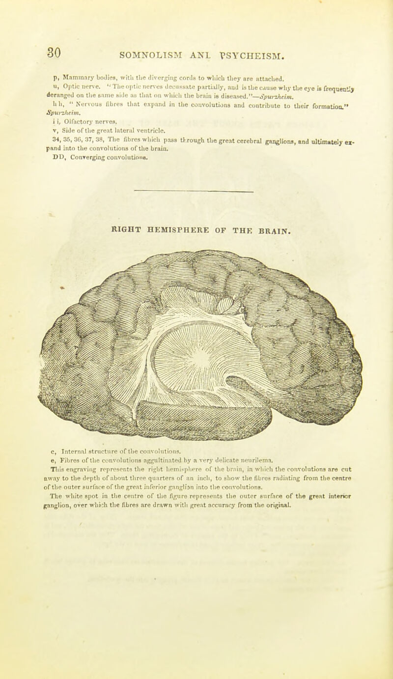 p, Mammary bodies, witli tlie diverging cords to which Ihey are iittaclied. u, OjHic nerve. '* The optic ner\-ea decussate parti;illy, aud is the cause why the eye is frequeDlIj deranged on the same side as that on which the brain is disexsed.—Spurzheim. hh,  Norvous fibres that expand in the convolutions and contribute to their formation. SpU7iheim. i i. Olfactory nervea. V, Side of the great lateral ventricle. 34, 35, 3r>, 37, 38, The fibres whicli pass tl rough the great cerebral ganglions, and ultimately ex- pand into the convolutions of the brain. DD, Conrerging convolutiona. RIGHT HEMISPHERE OF THE BRAIN. c. Internal structure of the convohition?. e, Fibres of the convolutions nggultinated by a very delicate neurilema. Tliis engraving rpprescnts the right hemlspliere of the bniiii, in which the convolutions are Ct away to the depth of about three quarters of an inch, to sliow the fibres radiating from the centre of the outer surface of the great inferior ganglian into the convolutions. The white spot in the centre of tlie fi/^ure represents the outer surface of the great intencr jpinglion, over whii;h the fibres are drawn with great accuracy from the original.