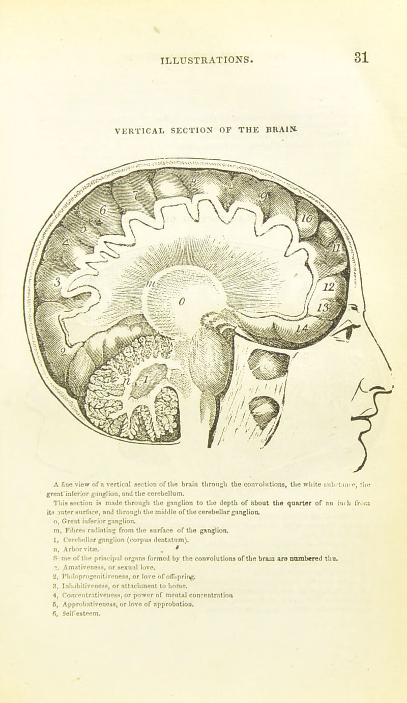 VERTICAL SECTION OF THE BRAIN- A fine view of a vertical flection of ihe brain through tbe conrohilions, tlie white htih i nn n, great inferior ganglion, and the cerebellum. litis Bcction u made through the ganglion to the deptli of about tbe quarter of an tn'h Tr ilA lutfT surGtce, and through the middle ofthe cerebellar ganglion. 0, Great inferior ganglion, m, Fibres radiating from the surface of the ganglion. 1, CereljHllar ganglion (corpus dentatnm). n, Arbor v'ltse. , ' S me of the prindpnl organs formed by the convolutions of the brajn ara numbered thti. Amativeneifl, or «exual love. 2, Vhiloprogenitivcni'Sft, or love of ofr>prin(;. a, Inli-ihitiveneafi, or attachment to honie. 4, Conr efitr:itivencsH, or powfT of mental concentration 6, Apprubativenc«3, or love of approbation. fi, SeJf-efttrem.