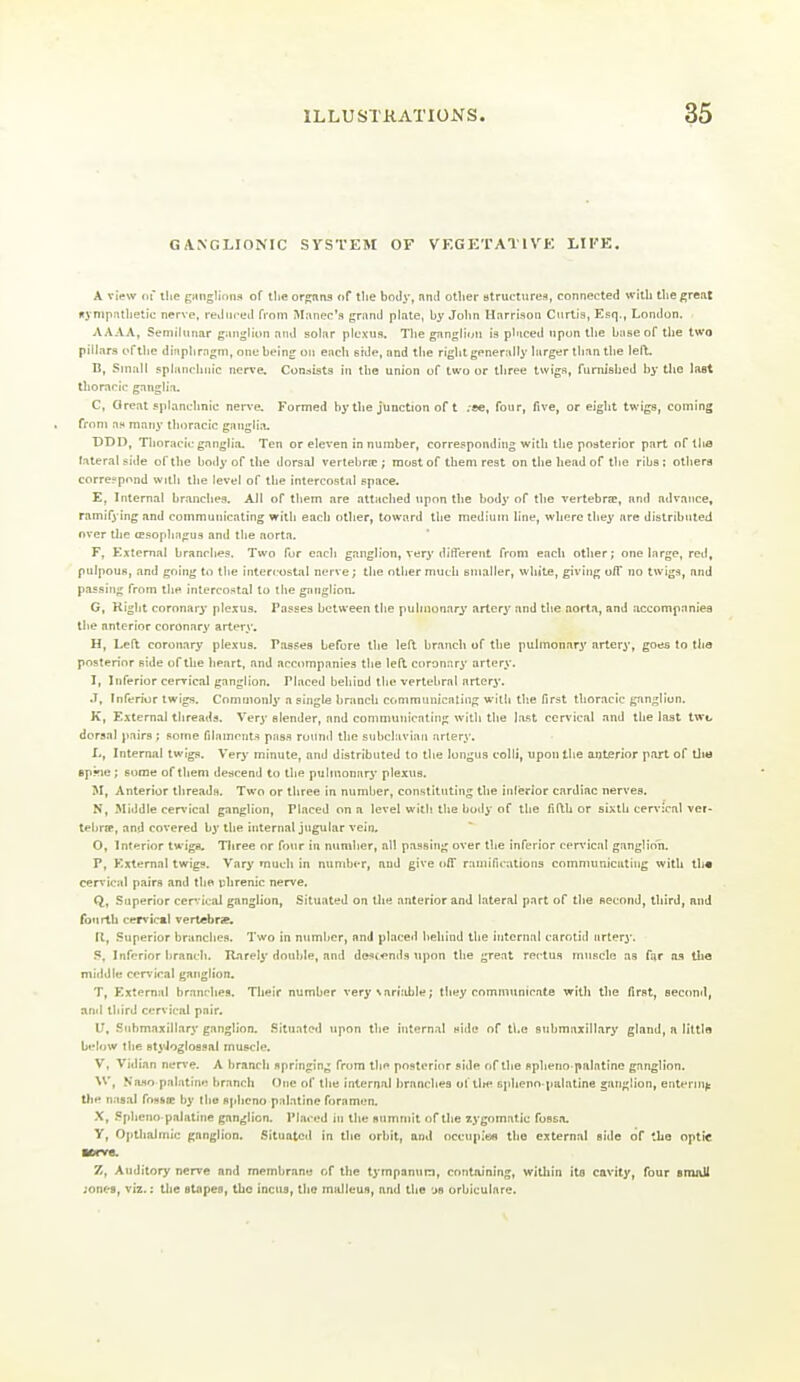 GANGLIONIC SYSTEM OF VEGKTATIVK LIFE, A view of tlie ganglions of the organs of tlie body, nnii other at rut-tu res, connected with tliegrent f(ynip;Uljetic nerve, reJiired from iM.-inec'a grand plate, by John Harrison Curtis, Esq., London. AAAA, Semilunar ganglion and solar plexus. The ganglion is pi'tced upon the base of the two pillars I'fthe di'iphragni, one being on each side, and tlie right generiilly larger than the left. B, Small spliuicliuic nerve. Consists in the union of two or three twigs, furnished by the last thoracic ganglia. C, Great splanchnic nen-e. Formed by the junction of t ;ee, four, five, or eight twigs, coming from an many thoracic ganglia. DDD, Thoracic ganglia. Ten or eleven in number, correpponding with the posterior part of the lateral side of the body of the dorsal vertebra:; most of them rest on the head of the ribs; others correspond with the level of the intercostal space. E, Internal branches. All of them are attached upon the body of the vertebrie, and advance, ramifying and communicating with each other, toward the medium line, where they are distribuietl over the (Esophagua and tlie aorta. F, External branches. Two for each ganglion, very difiereiit from eacli other; one large, red, pulpous, and going to tlie intercostal nerve; the other mucli suialler, white, giving o/T no twigs, and passing from the intercostal to the ganglion. G, Kight coronary plexus. Passes between the pulmonary artery and the aorta, and accompanies the anterior coronary artery. H, Left coronary plexus. Passes before the left branch of the puhnonary artery, goes to tlia posterior side of the lieart, and accompanies the left coronari' artery. I, Inferior cervical ganglion. Placed heliiud the vertebral artery. J, Inferior twigs. Commonly a single branch communicating wiHi the first thoracic ganglion. K, External threads. Very slender, and communicating with the last cervical and the last twi. dorsal pairs ; some filaments pass round the subclavian artery. L, Internal twigs. Very minute, and distributed to the longvis colli, upon the anterior part of tJi« Bpme ; some of them descend to the pulmonary plexus. M, Anterior threads. Two or three in number, constituting the inferior cardiac nerves. N, Middle cer\-ical ganglion, Placed on a level with the body of the fifth or sixth cervical ver- tebrrp, and covered by the internal jugular vein. O, Interior twigs. Three or four in number, all passing over the inferior cen'ical ganglion. P, External twigs. Vary much in nundjcr, and give off ramifications communicating with th« cervical pairs and the phrenic nerve. Q, Superior cervical ganglion. Situated on the anterior and lateral part of the second, third, and fourth cervical veriebr*. It, Superior brandies. Two in number, and placed behind the internal carotid artery. S, Inferior Iirancli. Uarely double, and dest«nds upon the great rectus muscle as far as tlie mitldle cervical ganglion. T, Externii! branches. Their number very\artiible; they communicate with the first, second, and third cervical pair. U, Submaxillary ganglion. Situated upon the internal side of the suhmnxillarj' gland, a little belo^v the styJogloasal muscle. V, Vidian ner%-e. A branch fipringin^ from the posterior side of the splieno palntine ganglion. W, Naso palatine branch One of the internal branches of tlte spheno palatine ganglion, entering tlie nasal fosfcic by the sphcno palatine foramen. X, Si)heno palatine ganglion. Placed in the summit of the zygomatic fossa. V, Opthahnic ganglion. Situated in the orbit, and occupies the external side of the optic Mrve. Z, Auditory nerve and membrane of the tympanum, containing, within its cavity, four snuiU ;onefl, viz.: the etapes, the incus, the malleus, and the 'jb orbtculare.