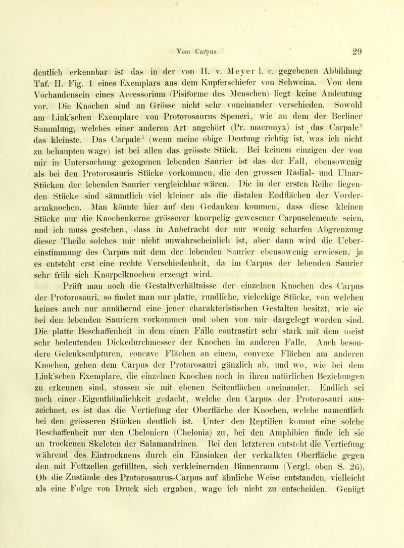 deutlich erkennbar ist das in der von H. v. Meyer L c. gegebenen Abbildung Taf. IL Fig. 1 eines Exemplars aus dem Kupferschiefer von Schweina. Von dem Vorhandensein eines Accessorium (Pisiforme des Menschen) liegt keine Andeutung vor. Die Knochen sind an Grösse nicht sehr voneinander verschieden. Sowohl am Link'schen Exemplare von Protorosaurus Speneri, wie an dem der Berliner Sammlung, Avelches einer anderen Art angehört (Pr. macronyx) ist (das Carpale-' das kleinste. Das Carpale5 (wenn meine obige Deutung richtig ist, was ich nicht zu behaupten wage) ist bei allen das grösste Stück. Bei keinem einzigen der von mir in Untersuchung gezogenen lebenden Saurier ist das der Fall, ebensowenig als bei den Protorosauris Stücke vorkommen, die den grossen Radial- und Ulnar- Stücken der lebenden Saurier vergleichbar wären. Die in der ersten Reihe liegen- den Stücke sind sämmtlich viel kleiner als die distalen Endflächen der Vorder- armknochen. Man könnte hier auf den Gedanken kommen, dass diese kleinen Stücke nur die Knochenkerne grösserer knorpelig gewesener Carpuselemente seien, und ich muss gestehen, dass in Anbetracht der nur wenig scharfen Abgrenzung dieser Theile solches mir nicht unwahrscheinlich ist, aber dann wird die Ueber- einstimmung des Carpus mit dem der lebenden Saurier ebensowenig erwiesen, ja es entsteht erst eine rechte Verschiedenheit, da im Carpus der lebenden Saurier sehr früh sich Knorpelknochen erzeugt wird. Prüft man noch die Gestaltverhältnisse der einzelnen Knochen des Carpus der Protorosauri, so findet man nur platte, rundliche, vieleckige Stücke, von welchen keines auch nur annähernd eine jener charakteristischen Gestalten besitzt, wie sie bei den lebenden Sauriern vorkommen und oben von mir dargelegt worden sind. Die platte Beschaffenheit in dem einen Fälle contrastirt sehr stark mit dem meist sehr bedeutenden Dickedurchmesser der Knochen im anderen Falle. Auch beson- dere Gelenksculpturen, concave Flächen an einem, convexe Flächen am anderen Knochen, gehen dem Carpus der Protorosauri gänzlich ab, und wo, wie bei dem Link'schen Exemplare, die einzelnen Knochen noch in ihren natürlichen Beziehungen zu erkennen sind, stossen sie mit ebenen Seitenflächen aneinander. Endlich sei noch einer.Eigentümlichkeit gedacht, welche den Carpus der Protorosauri aus- zeichnet, es ist das die Vertiefung der Oberfläche der Knochen, welche namentlich bei den grösseren Stücken deutlich ist. Unter den Reptilien kommt eine solche Beschaffenheit nur den Cheloniern (Chelonia) zu, bei den Amphibien tinde ich sie an trockenen Skeleten der Salamandrinen. Bei den letzteren entsteht die Vertiefung während des Eintrocknens durch ein Einsinken der verkalkten Oberfläche gegen den mit Fettzellen gefüllten, sich verkleinernden Binnenraum (Vergl. oben S. 26). Ob die Zustände des Protorosaurus-Carpus auf ähnliche Weise entstanden, vielleicht als eine Folge von Druck sich ergaben, wage ich nicht zu entscheiden. Genügt
