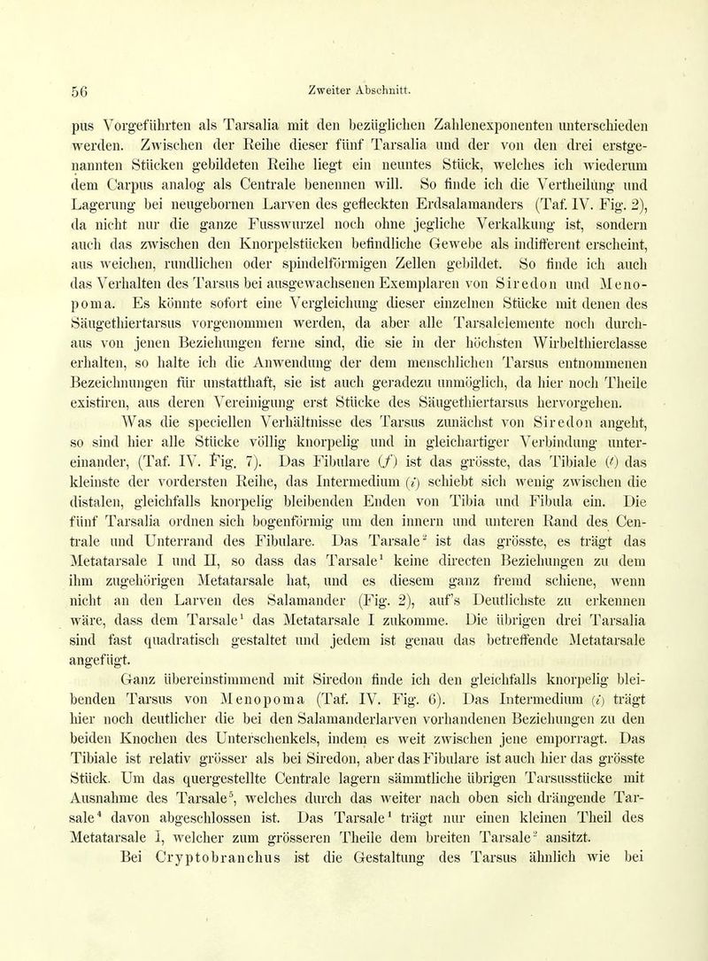 pus Vorgeführten als Tarsalia mit den bezüglichen Zahlenexponenten unterschieden werden. Zwischen der Reihe dieser fünf Tarsalia und der von den drei erstge- nannten Stücken gebildeten Reihe liegt ein neuntes Stück, welches ich wiederum dem Carpus analog als Centrale benennen will. So finde ich die Vertheilüng und Lagerung bei neugebornen Larven des gefleckten Erdsalamanders (Taf. IV. Fig. 2), da nicht nur die ganze Fusswurzel noch ohne jegliche Verkalkung ist, sondern auch das zwischen den Knorpelstücken befindliche Gewebe als indifferent erscheint, aus weichen, rundlichen oder spindelförmigen Zellen gebildet, So finde ich auch das Verhalten des Tarsus bei ausgewachsenen Exemplaren von Siredon und Meno- poma. Es könnte sofort eine Vergleichung dieser einzelnen Stücke mit denen des Säugethiertarsus vorgenommen werden, da aber alle Tarsalelemente noch durch- aus von jenen Beziehungen ferne sind, die sie in der höchsten Wirbelthierclasse erhalten, so halte ich die Anwendung der dem menschlichen Tarsus entnommenen Bezeichnungen für unstatthaft, sie ist auch geradezu unmöglich, da hier noch Theile existiren, aus deren Vereinigung erst Stücke des Säugethiertarsus hervorgehen. Was die speciellen Verhältnisse des Tarsus zunächst von Siredon angeht, so sind hier alle Stücke völlig knorpelig und in gleichartiger Verbindung unter- einander, (Taf. IV. Fig. 7). Das Fibulare (f) ist das grösste, das Tibiale (0 das kleinste der vordersten Reihe, das Intermedium (£) schiebt sich wenig zwischen die distalen, gleichfalls knorpelig bleibenden Enden von Tibia und Fibula ein. Die fünf Tarsalia ordnen sich bogenförmig um den innern und unteren Rand des Cen- trale und Unterrand des Fibulare. Das Tarsale2 ist das grösste, es trägt das Metatarsale I und II, so dass das Tarsale1 keine directen Beziehungen zu dem ihm zugehörigen Metatarsale hat, und es diesem ganz fremd schiene, wenn nicht an den Larven des Salamander (Fig. 2), auf's Deutlichste zu erkennen wäre, dass dem Tarsale1 das Metatarsale I zukomme. Die übrigen drei Tarsalia sind fast quadratisch gestaltet und jedem ist genau das betreffende Metatarsale angefügt. Ganz übereinstimmend mit Siredon finde ich den gleichfalls knorpelig blei- benden Tarsus von Menopoma (Taf. IV. Fig. 6). Das Intermedium {{) trägt hier noch deutlicher die bei den Salamanderlarven vorhandenen Beziehungen zu den beiden Knochen des Unterschenkels, indem es weit zwischen jene emporragt. Das Tibiale ist relativ grösser als bei Siredon, aber das Fibulare ist auch hier das grösste Stück. Um das quergestellte Centrale lagern sämmtliche übrigen Tarsusstücke mit Ausnahme des Tarsale5, welches durch das weiter nach oben sich drängende Tar- sale4 davon abgeschlossen ist. Das Tarsale1 trägt nur einen kleinen Theil des Metatarsale I, welcher zum grösseren Theile dem breiten Tarsale2 ansitzt. Bei Cryptobranchus ist die Gestaltung des Tarsus ähnlich wie bei