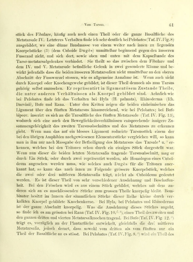 stück des Fibulare, häufig auch noch einen Theil oder die ganze Basalfläche des Metatarsale IV. Letzteres Verhalten finde ich sehr deutlich bei Pelobates (Taf. IV. Fig. 8) ausgebildet, wo eine dünne Bandmasse von einem weiter nach innen zu liegenden Knorpelstücke (3) (dem Cuboide Duges) unmittelbar beginnend gegen den äusseren Fussrand zieht, und sich dort, sowie oben und unten mit dem Kapselbande des Tarso-metatarsalgelenkes verbindet. Sie theilt so das zwischen dem Fibulare und dem IV. und V. Metatarsale befindliche Gelenk in zwei gesonderte Räume und be- wirkt jedenfalls dass die beiden äusseren Metatarsalien nicht unmittelbar an den oberen Abschnitt der Fusswurzel stossen, wie es allgemeine Annahme ist. Wenn auch nicht durch Knorpel oder Knochengewebe gebildet, ist dieser Theil dennoch als zum Tarsus gehörig selbst anzusehen. Er repräsentirt in ligamentosem Zustande Theile, die unter anderen Verhältnissen als Knorpel gebildet sind. Aehnlich wie bei Pelobates finde ich das Verhalten bei Hyla (H. palmata), Rhinoderma (Rh. Darvinii), Bufo und Rana. Unter den Kröten zeigen die beiden einheimischen das Ligament über den fünften Metatarsus hinausreichend, wie bei Pelobates; bei Bufo biporc. inserirt es sich an die Tarsalfiäche des fünften Metatarsale (Taf. IV. Fig. 13), wodurch sich eine auch den Beweglichkeitsverhältnissen entsprechende innigere Zu- sammengehörigkeit des zweiten Tarsusahschnittes und des Metatarsus zu erkennen giebt. Wenn man das auf ein blosses Ligament reducirte Tarsusstück einem der bei den übrigen Amphibien nachgewiesenen Elementarstücke vergleichen will, so kann man in ihm nur nach Massgabe der Betheiligung des Metatarsus das Tarsale4 u. 5 er- kennen, welches bei den Tritonen schon durch ein einziges Stück dargestellt war. Wenn nun dieser die beiden letzten Metatarsalia tragende Tarsusabschnitt, mag er durch Ein Stück, oder durch zwei repräsentirt werden, als Homologon eines Cubo'i- denm angesehen werden muss, wie solches auch Duges für die Tritonen aner- kannt hat, so kann das nach innen zu Folgende grössere Knorpel stück, welches die zwei oder drei mittleren Metatarsalia trägt, nicht als Cuboideum gedeutet werden. Es ist dieser Theil von sehr verschiedener Ausdehnung und Beschaifen- heit. Bei den Fröschen wird es aus einem Stück gebildet, welches mit dem an- deren sich an es anschliessenden Stücke zum grossen Theile knorpelig bleibt. Bom- binator besitzt im Innern der sämmtlichen Stücke dieser Reihe kleine durch ver- kalkten Knorpel gebildete Knochenkerne. Bei Hyla, bei Pelobates und Rhinoderma ist der ganze Abschnitt knorpelig. Was die Ausdehnung dieses Stückes angeht, so finde ich es am grössten bei Rana (Taf. IV. Fig. 10.-- 3), einen Theil des zweiten und den ganzen dritten und vierten Metatarsalknochen tragend. Bei Bufo (Taf. IV. Fig. 12. 3) trägt es, vorzüglich an der Plautarflache entwickelt, gleichfalls die drei mittleren Metatarsalia, jedoch derart, dass sowohl vom dritten als vom fünften nur ein Theil der Basalfläche an es stösst. Bei Pelobates (Taf. IV.Fig. 8.s) wird ein Theil des