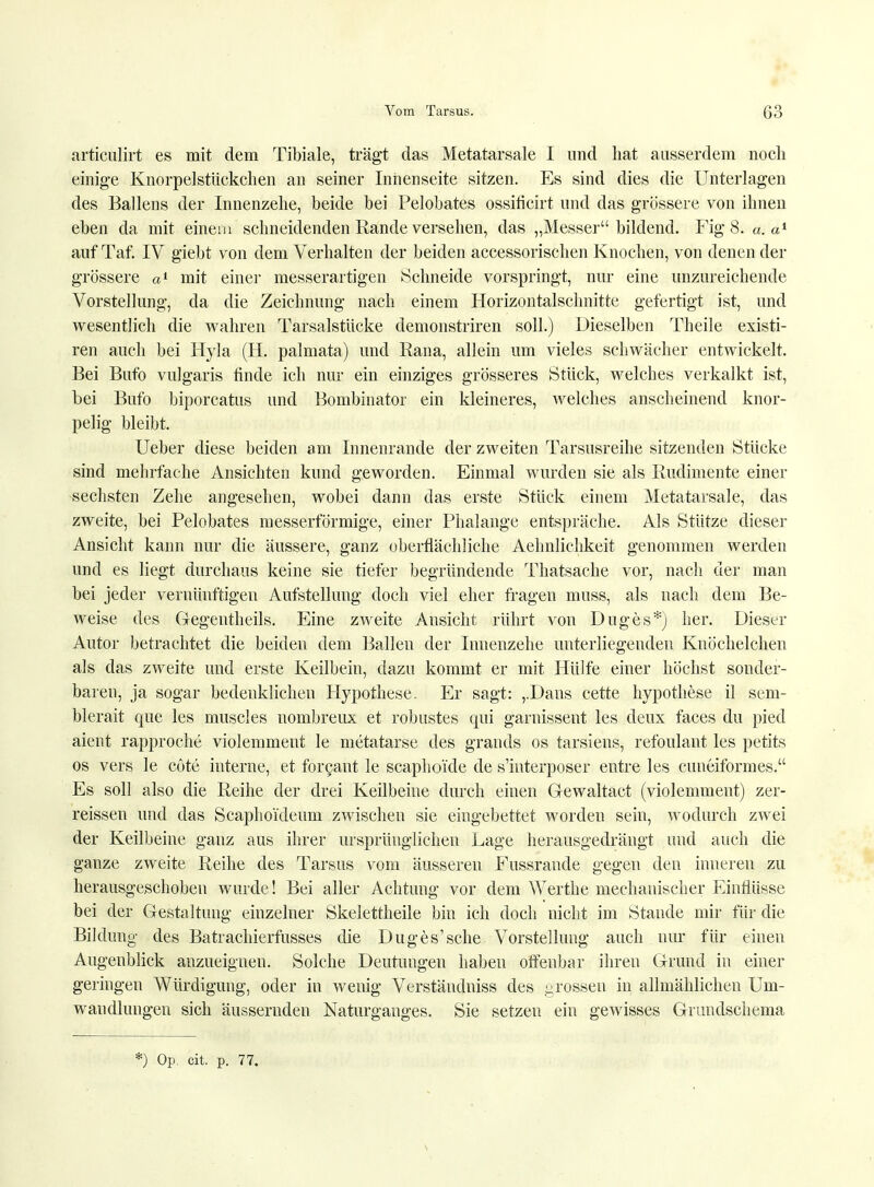 articulirt es mit dem Tibiale, trägt das Metatarsale I und hat ausserdem noch einige Knorpelstückchen an seiner Innenseite sitzen. Es sind dies die Unterlagen des Ballens der Innenzehe, beide bei Pelobates ossiticirt und das grössere von ihnen eben da mit einem schneidenden Rande versehen, das „Messer bildend. Fig 8. a. a1 auf Taf. IV giebt von dem Verhalten der beiden accessorischen Knochen, von denen der grössere a1 mit einer messerartigen Schneide vorspringt, nur eine unzureichende Vorstellung, da die Zeichnung nach einem Horizontalschnitte gefertigt ist, und wesentlich die wahren Tarsalstücke demonstriren soll.) Dieselben Theile existi- ren auch bei Hyla (H. palmata) und Rana, allein um vieles schwächer entwickelt. Bei Bufo vulgaris finde ich nur ein einziges grösseres Stück, welches verkalkt ist, bei Bufo biporcatus und Bombinator ein kleineres, welches anscheinend knor- pelig bleibt. Ueber diese beiden am Innenrande der zweiten Tarsusreihe sitzenden Stücke sind mehrfache Ansichten kund geworden. Einmal wurden sie als Rudimente einer sechsten Zehe angesehen, wobei dann das erste Stück einem Metatarsale, das zweite, bei Pelobates messerförmige, einer Phalange entspräche. Als Stütze dieser Ansicht kann nur die äussere, ganz oberflächliche Aehnliehkeit genommen werden und es liegt durchaus keine sie tiefer begründende Thatsache vor, nach der man bei jeder vernünftigen Aufstellung doch viel eher fragen muss, als nach dem Be- weise des Gegentheils. Eine zweite Ansicht rührt von Duges*) her. Dieser Autor betrachtet die beiden dem Ballen der Innenzehe unterliegenden Knöchelchen als das zweite und erste Keilbein, dazu kommt er mit Hülfe einer höchst sonder- baren, ja sogar bedenklichen Hypothese. Er sagt: ,.Dans cette hypothese il sem- blerait que les muscles nombreux et robustes qui garnissent les deux faces du pied aient rapproche violemment le metatarse des grands os tarsiens, refoulant les petits os vers le cöte interne, et forcant le scaphoide de s'interposer entre les cuneiformes. Es soll also die Reihe der drei Keilbeine durch einen Gewaltact (violemment) zer- reissen und das Scaphoi'deum zwischen sie eingebettet worden sein, wodurch zwei der Keilbeine ganz aus ihrer ursprünglichen Lage herausgedrängt und auch die ganze zweite Reihe des Tarsus vom äusseren Eussrande gegen den inneren zu herausgeschoben wurde! Bei aller Achtung vor dem Werthe mechanischer Einflüsse bei der Gestaltung einzelner Skelettheile bin ich doch nicht im Stande mir für die Bildung des Batrachierfusses die Duges'sehe Vorstellung auch nur für einen Augenblick anzueignen. Solche Deutungen haben offenbar ihren Grund in einer geringen Würdigung, oder in wenig Verständniss des grossen in allmählichen Um- wandlungen sich äussernden Naturganges. Sie setzen ein gewisses Grundschema