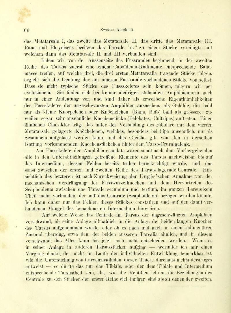 das Aletatarsale I, das zweite das Aletatarsale II, das dritte das Metatarsale III. Raiia und Phryniseus besitzen das Tarsale 2 u.:i zu einem Stücke vereinigt ; mit welchem dann das Metatarsale II und III verbunden sind. Indem wir, von der Aussenseite des Fussrandes beginnend, in der zweiten Reihe des Tarsus zuerst eine einem Cuboi'deum-Rudimente entsprechende Band- masse treffen, auf welche drei, die drei ersten Metatarsalia tragende Stücke folgen, ergiebt sich die Deutung der am inneren Fussrande vorhandenen Stücke von selbst. Dass sie nicht typische Stücke des Fussskeletes sein können, folgern wir per exclusionem. Sie finden sich bei keiner niedriger stehenden Amphibienform auch nur in einer Andeutung vor, und sind daher als erworbene Eigenthümlichkeiten des Fussskeletes der ungeschvvänzten Amphibien anzusehen, als Gebilde, die bald nur als kleine Knorpelchen oder Knöchelchen, (Rana, Bufo) bald als grössere, zu- weilen sogar sehr ansehnliche Knochenstücke (Pelobates, Cultripes) auftreten. Einen ähnlichen Charakter trägt das unter der Verbindung des Fibulare mit dem vierten Metatarsale gelagerte Knöchelchen, welches, besonders bei Pipa ansehnlich, nur als Sesambein aufgefasst werden kann, und das Gleiche gilt von den in derselben Gattung vorkommenden Knochenstückchen hinter dem Tarso-Cruralgelenk. Am Fussskelete der Amphibia ecaudata wären somit nach dem Vorhergehenden alle in den Unterabtheilungen getroffene Elemente des Tarsus nachweisbar bis auf das Intermedium, dessen Fehlen bereits früher berücksichtigt wurde, und das sonst zwischen der ersten und zweiten Reihe des Tarsus lagernde Centrale. Hin- sichtlich des letzteren ist nach Zurückweisung der Duges'sehen Annahme von der mechanischen Verdrängung der Fusswurzelknochen und dem Hervortreten des Scaphoi'deum zwischen das Tarsale secundum und tertium, im ganzen Tarsus kein Theil mehr vorhanden, der auf das Centrale (Scaphoi'deum) bezogen werden könnte. Ich kann daher nur das Fehlen dieses Stückes constatiren und auf den damit ver- bundenen Mangel des benachbarten Intermedium hinweisen. Auf welche Weise das Centrale im Tarsus der ungeschwänzten Amphibien verschwand, ob seine Anlage allmählich in die Anlage der beiden langen Knochen des Tarsus aufgenommen wurde, oder ob es nach und nach in einen rudimentären Zustand überging, etwa dem der beiden äusseren Tarsalia ähnlich, und in diesem verscliAvand, das Alles kann bis jetzt noch nicht entschieden werden. Wenn es in seiner Anlage in anderen Tarsusstücken aufging — worunter ich mir einen Vorgang denke, der nicht im Laufe der individuellen Entwicklung bemerkbar ist, wie die Untersuchung von Larvenzuständen dieser Thiere durchaus nichts derartiges aufweist — so dürfte das nur das Tibiale, oder der dem Tibiale und Intermedium entsprechende Tarsustheil sein, da, wie die Reptilien lehren, die Beziehungen des Centrale zu den Stücken der ersten Reihe viel inniger sind als zu denen der zweiten.