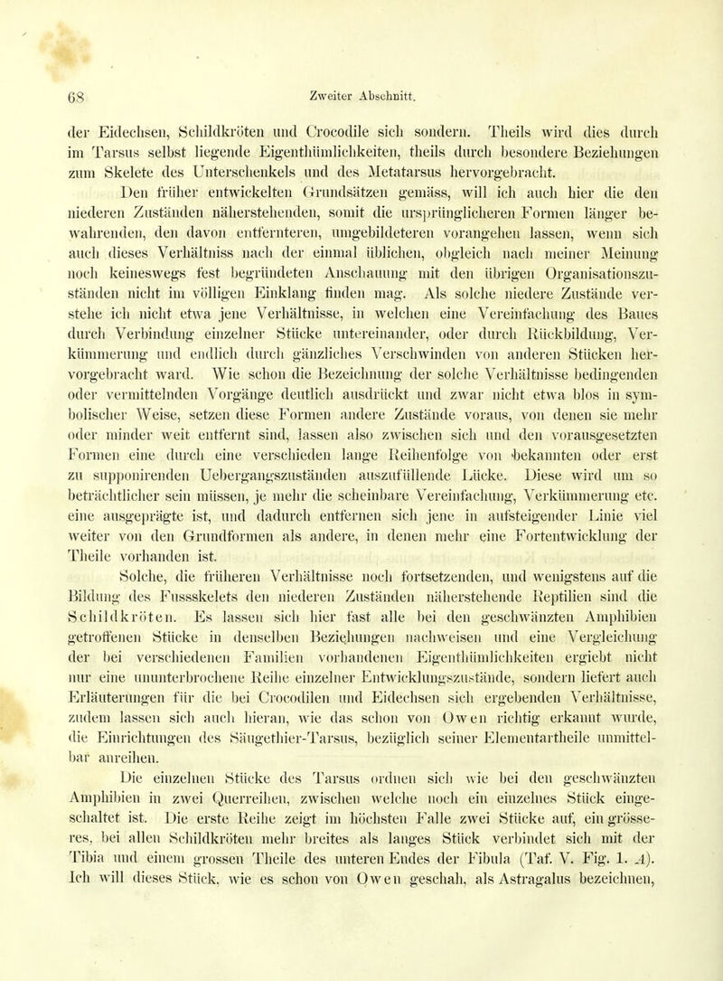 der Eidechsen, Schildkröten und Crocodile sich sondern. Theils wird dies durch im Tarsus selbst liegende Eigentümlichkeiten, theils durch besondere Beziehungen zum Skelete des Unterschenkels und des Metatarsus hervorgebracht. Den früher entwickelten Grundsätzen gemäss, will ich auch hier die den niederen Zuständen näherstehenden, somit die ursprünglicheren Formen länger be- wahrenden, den davon entfernteren, umgebildeteren vorangehen lassen, wenn sich auch dieses Verhältniss nach der einmal üblichen, obgleich nach meiner Meinung noch keineswegs fest begründeten Anschauung mit den übrigen Organisationszu- ständen nicht im völligen Einklang finden mag. Als solche niedere Zustände ver- stehe ich nicht etwa jene Verhältnisse, in welchen eine Vereinfachung des Baues durch Verbindung einzelner Stücke untereinander, oder durch Rückbildung, Ver- kümmerung und endlich durch gänzliches Verschwinden von anderen Stücken her- vorgebracht ward. Wie schon die Bezeichnung der solche Verhältnisse bedingenden oder vermittelnden Vorgänge deutlich ausdrückt und zwar nicht etwa blos in sym- bolischer Weise, setzen diese Formen andere Zustände voraus, von denen sie mehr oder minder weit entfernt sind, lassen also zwischen sich und den vorausgesetzten Formen eine durch eine verschieden lange Reihenfolge von 'bekannten oder erst zu supponirenden Uebergangszuständen auszufüllende Lücke. Diese wird um so beträchtlicher sein müssen, je mehr die scheinbare Vereinfachung, Verkümmerung etc. eine ausgeprägte ist, und dadurch entfernen sich jene in aufsteigender Linie viel Aveiter von den Grundformen als andere, in denen mehr eine Fortentwicklung der Theile vorhanden ist. Solche, die früheren Verhältnisse noch fortsetzenden, und wenigstens auf die Bildung des Fussskelets den niederen Zuständen näherstehende Reptilien sind die Schildkröten. Es lassen sich hier fast alle bei den geschwänzten Amphibien getroffenen Stücke in denselben Beziehungen nachweisen und eine Vergleichung der bei verschiedenen Familien vorhandenen Eigenthümlichkeiten ergiebt nicht nur eine ununterbrochene Reihe einzelner Entwicklungszustände, sondern liefert auch Erläuterungen für die bei Crocodilen und Eidechsen sich ergebenden Verhältnisse, zudem lassen sich auch hieran, wie das schon von Owen richtig erkannt wurde, die Einrichtungen des Säugethier-Tarsus, bezüglich seiner Elementartheile unmittel- bar anreihen. Die einzelnen Stücke des Tarsus ordnen sich wie bei den geschwänzten Amphibien in zwei Querreihen, zwischen welche noch ein einzelnes Stück einge- schaltet ist. Die erste Reihe zeigt im höchsten Falle zwei Stücke auf, ein grösse- res, bei allen Schildkröten mehr breites als langes Stück verbindet sich mit der Tibia und einem grossen Theile des unteren Endes der Fibula (Taf. V. Fig. 1. .4). Ich will dieses Stück, wie es schon von Owen geschah, als Astragalus bezeichnen,