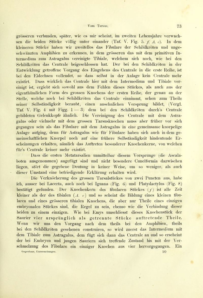 I Vom Tarsus. 73 grösseren verbunden, später, wie es mir scheint, im zweiten Lebensjahre verwach- sen die beiden Stücke völlig unter einander (Tat. V. Fig. 5. f. A. c). In dem kleineren Stücke haben wir zweifellos das Fibulare der Schildkröten und unge- schwänzten Amphibien zu erkennen, in dem grösseren das mit dem primitiven In- termedium zum Astragalus vereinigte Tibiale, welchem sich noch, wie bei den Schildkröten das Centrale beigeschlossen hat. Der bei den Schildkröten in der Entwicklung getroffene Vorgang des Eingehens des Centrale in die erste Reihe, ist bei den Eidechsen vollendet, so dass selbst in der Anlage kein Centrale mehr existirt. Dass wirklich das Centrale hier mit dem Intermedium und Tibiale ver- einigt ist, ergiebt sich sowohl aus dem Fehlen dieses Stückes, als auch aus der eigenthümlichen Form des grossen Knochens der ersten Reihe, der genau an der Stelle, welche noch bei Schildkröten das Centrale einnimmt, schon zum Theile seiner Selbständigkeit beraubt, einen ansehnlichen Vorsprung bildet, (Vergl. Taf. V. Fig. 4 mit Figg. 1 — 3) dem bei den Schildkröten durch's Centrale gebildeten Gelenkkopfe ähnlich. Die Vereinigung des Centrale mit dem Astra- galus oder vielmehr mit dem grossen Tarsusknochen muss aber früher vor sich gegangen sein als das Fibulare mit dem Astragalus in eine gemeinsame knorpelige Anlage aufging, denn für Astragalus wie für' Fibulare haben sich auch in dem ge- meinschaftlichen Knorpel noch auf eine frühere Selbständigkeit hindeutende Er- scheinungen erhalten, nämlich das Auftreten besonderer Knochenkerne, von welchen für's Centrale keiner mehr existirt. Dass die ersten Metatarsalien unmittelbar diesem Vorsprunge (die Ascala- boten ausgenommen) angefügt sind und nicht besondere Cunei'formia dazwischen liegen, stört die gegebene Deutung in keiner Weise, um so weniger, als auch dieser Umstand eine befriedigende J]rklärung erhalten wird. Die Verknöcherung des grossen Tarsalstückes von zwei Puncten aus, habe ich, ausser bei Lacerta, auch noch bei Iguana (Fig. 6) und Platydactylus (Fig. 8) bestätigt gefunden. Der Knochenkern des fibularen Stückes (/) ist alle Zeit kleiner als der des tibialen (.4. c) und so scheint die Bildung eines kleinen fibu- laren und eines grösseren tibialen Knochens, die aber nur Theile eines einzigen embryonalen Stückes sind, die Regel zu sein, ebenso wie die Verbindung dieser beiden zu einem einzigen. Wie bei Emys umschliesst dieses Knochenstück der Saurier vier ursprünglich als getrennte Stücke auftretende Theile. Wenn wir uns den Vorgang nach dem theils bei den Amphibien, theils bei den Schildkröten gesehenen construiren, so wird zuerst das Intermedium mit dem Tibiale zum Astragalus, dem fügt sich dann das Centrale au und so erscheint der bei Embryen und jungen Sauriern sich treffende Zustand bis mit der Ver- schmelzung des Fibulare ein einziger Knochen aus vier hervorgegangen. Ein Gegenbaur, Untersuchungen. 10 t