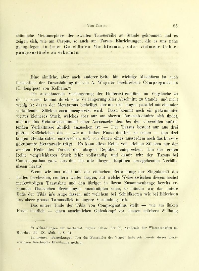 thümliche Metamorphose der zweiten Tarsusreihe zu Stande gekommen und es zeigen sich, wie am Carpus, so auch am Tarsus Einrichtungen, die es uns nahe genug legen, in jenen Geschöpfen Mischformen, oder vielmehr Ueber- gangszustände zu erkennen. Eine ähnliche, aber nach anderer Seite hin wichtige Mischform ist auch hinsichtlich der Tarsusbildung der von A. Wagner beschriebene Compsognathus (C. longipes) von Kelheim.*) Die ausnehmende Verlängerung der Hinterextremitäten im Vergleiche zu den vorderen kommt durch eine Verlängerung aller Abschnitte zu Stande, und nicht wenig ist daran der Metatarsus betheiligt, der aus drei langen parallel mit einander verlaufenden Stücken zusammengesetzt wird. Dazu kommt noch ein gekrümmtes viertes kleineres Stück, welches aber nur am oberen Tarsusabschnitte sich findet, und als das Metatarsusrudiment einer Aussenzehe dem bei den Crocodilen auftre- tenden Verhältnisse ähnlich anzusehen ist. — Der Tarsus besteht nur aus drei platten Knöchelchen die — wie am linken Fusse deutlich zu sehen — den drei langen Metatarsalien entsprechen, und von denen eines ausserdem noch das kürzere gekrümmte Metatarsale trägt. Es kann diese Reihe von kleinen Stücken nur der zweiten Reihe des Tarsus der übrigen Reptilien entsprechen. Ein der ersten Reihe vergleichbares Stück fehlt vollständig, und damit tritt der Tarsus bei Compsognathus ganz aus den für alle übrigen Reptilien massgebenden Verhält- nissen heraus. Wenn wir uns nicht mit der einfachen Betrachtung der Singularität des Falles bescheiden, sondern weiter fragen, auf welche Weise zwischen diesem höchst merkwürdigen Tarsusbau und den übrigen in ihrem Zusammenhange bereits er- kannten Thatsachen Beziehungen anzuknüpfen seien, so müssen wir das untere Ende der Tibia in's Auge fassen, mit welchem bei Schildkröten wie bei Eidechsen das obere grosse Tarsusstück in engere Verbindung tritt. Das untere Ende der Tibia von Compsognathus stellt — wie am linken Fusse deutlich — einen ansehnlichen Gelenkkopf vor, dessen stärkere Wölbung *) Abhandlungen der niathemat. physik. Classe der K. Akademie der Wissenschaften zu München. Bd. IX. Abth. 1. S. 94. In meinen „Bemerkungen über das Fussskelet der Vögel habe ich bereits dieses merk- würdigen Geschöpfes Erwähnung gethan.