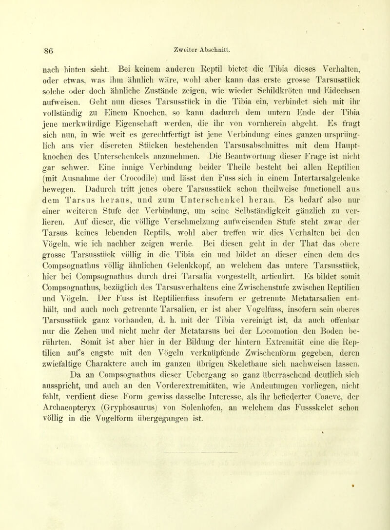 nach hinten sieht. Bei keinem anderen Reptil bietet die Tibia dieses Verhalten, oder etwas, was ihm ähnlich wäre, wohl aber kann das erste grosse Tarsnsstiick solche oder doch ähnliche Zustände zeigen, wie wieder Schildkröten und Eidechsen aufweisen. Geht nun dieses Tarsnsstiick in die Tibia ein, verbindet sich mit ihr vollständig zu Einem Knochen, so kann dadurch dem untern Ende der Tibia jene merkwürdige Eigenschaft werden, die ihr von vornherein abgeht. Es fragt sich nun, in wie weit es gerechtfertigt ist jene Verbindung eines ganzen ursprüng- lich aus vier discreten Stücken bestehenden Tarsusabschnittes mit dem Haupt- knochen des Unterschenkels anzunehmen. Die Beantwortung dieser Frage ist nicht gar schwer. Eine innige Verbindung beider Theile besteht bei allen Reptilien (mit Ausnahme der Crocodile) und lässt den Fuss sich in einem Intertarsalgelenke bewegen. Dadurch tritt jenes obere Tarsnsstiick schon theilweise functionell aus dem Tarsus heraus, und zum Unterschenkel heran. Es bedarf also nur einer weiteren Stufe der Verbindung, um seine Selbständigkeit gänzlich zu ver- lieren. Auf dieser, die völlige Verschmelzung aufweisenden Stufe steht zwar der Tarsus keines lebenden Reptils, wohl aber treffen wir dies Verhalten bei den Vögeln, wie ich nachher zeigen werde. Bei diesen geht in der That das obere grosse Tarsnsstiick völlig in die Tibia ein und bildet an dieser einen dem des Compsognathus völlig ähnlichen Gelenkkopf, an welchem das untere Tarsnsstiick, hier bei Compsognathus durch drei Tarsalia vorgestellt, articulirt. Es bildet somit Compsognathus, bezüglich des Tarsusverhaltens eine Zwischenstufe zwischen Reptilien und Vögeln. Der Fuss ist Reptilienfuss insofern er getrennte Metatarsalien ent- hält, und auch noch getrennte Tarsalien, er ist aber Vogelfuss, insofern sein oberes Tarsusstück ganz vorhanden, d. h. mit der Tibia vereinigt ist, da auch offenbar nur die Zehen und nicht mehr der Metatarsus bei der Locomotion den Boden be- rührten. Somit ist aber hier in der Bildung der hintern Extremität eine die Rep- tilien aufs engste mit den Vögeln verknüpfende Zwischenform gegeben, deren zwiefaltige Charaktere auch im ganzen übrigen Skeletbaue sich nachweisen lassen. Da an Compsognathus dieser Uebergang so ganz überraschend deutlich sich ausspricht, und auch an den Vorderextremitäten, wie Andeutungen vorliegen, nicht fehlt, verdient diese Form gewiss dasselbe Interesse, als ihr befiederter Coaeve, der Archaeopteryx (Gryphosaurus) von Solenhofen, an welchem das Fussskelet schon völlig in die Vogelform übergegangen ist.
