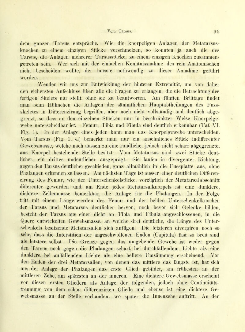 dem ganzen Tarsus entspräche. Wie die knorpeligen Anlagen der Metatarsus- knochen zu einem einzigen Stücke verschmelzen, so konnten ja auch die des Tarsus, die Anlagen mehrerer Tarsusstücke, zu einem einzigen Knochen zusammen- getreten sein. Wer sich mit der einfachen Kenntnissnahme des rein Anatomischen nicht bescheiden wollte, der musste nothwendig zu dieser Annahme geführt werden. Wenden wir uns zur Entwicklung der hinteren Extremität, um von daher den sichersten Aufschluss über alle die Fragen zu erlangen, die die Betrachtung des fertigen Skelets nur stellt, ohne sie zu beantworten. Am fünften Brüttage rindet man beim Hühnchen die Anlagen der sämmtlichen Hauptabtheilungen des Fuss- skeletes in Differenzirung begriffen, aber noch nicht vollständig und deutlich abge- grenzt, so dass an den einzelnen Stücken nur in beschränkter Weise Knorpelge- webe unterscheidbar ist. Femur, Tibia und Fibula sind deutlich erkennbar (Taf. VI. Fig. 1). In der Anlage eines jeden kann man das Knorpelgewebe unterscheiden. Vom Tarsus (Fig. 1. ta) bemerkt man nur ein ansehnliches Stück indifferenter Gewebsmasse, welche nach aussen zu eine rundliche, jedoch nicht scharf abgegrenzte, aus Knorpel bestehende Stelle besitzt. Vom Metatarsus sind zwei Stücke deut- licher, ein drittes undeutlicher ausgeprägt. Sie laufen in divergenter Richtung, gegen den Tarsus deutlicher geschieden, ganz allmählich in die Fussplatte aus, ohne Phalangen erkennen zu lassen. Am nächsten Tage ist ausser einer deutlichen Differen- zirung des Femur, wie der Unterschenkelstücke, vorzüglich der Metatarsalabschnitt differenter geworden und am Ende jedes Metatarsalknorpels ist eine dunklere, dichtere Zellenmasse bemerkbar, die Anlage für die Phalangen. In der Folge tritt mit einem Längerwerden des Femur und der beiden Unterschenkelknochen der Tarsus und Metatarsus deutlicher hervor; noch bevor sich Gelenke bilden, besteht der Tarsus aus einer dicht an Tibia und Fibula angeschlossenen, in die Quere entwickelten Gewebsmasse, an welche drei deutliche, die Länge des Unter- schenkels besitzende Metatarsalien sich anfügen. Die letzteren divergiren noch so sehr, dass die Interstitiell der angeschwollenen Enden (Capitula) fast so breit sind als letztere selbst. Die Grenze gegen das umgebende Gewebe ist weder gegen den Tarsus noch gegen die Phalangen scharf, bei durchfallendem Lichte als eine dunklere, bei auffallendem Lichte als eine hellere Umsäumung erscheinend. Vor den Enden der drei Metatarsalien, von denen das mittlere das längste ist, hat sich aus der Anlage der Phalangen das erste Glied gebildet, am frühesten an der mittleren Zehe, am spätesten an der inneren. Eine dichtere Gewebsmasse erscheint vor diesen ersten Gliedern als Anlage der folgenden, jedoch ohne Continuitäts- trennung von dem schon differenzirten Gliede und ebenso ist eine dichtere Ge- websmasse an der Stelle vorhanden, wo später die Innenzehe auftritt. An der