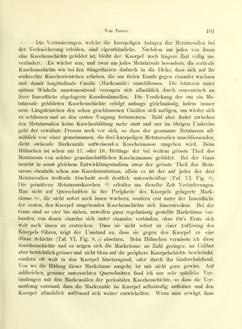Die Veränderungen, welche die knorpeligen Anlagen der Metatarsalien bei der Verknücherung erleiden, sind eigenthümliche. Nachdem um jedes von ihnen eine Knochenschichte gebildet ist, bleibt der Knorpel noch längere Zeit völlig un- verändert. Es wächst nun, und zwar um jedes Metatarsale besonders, die corticale Knochenschichte wie bei den Säugethieren dadurch in die Dicke, dass sich auf ihr senkrechte Knochenleistchen erheben, die am freien Rande gegen einander wachsen und damit longitudinale Canäle (Markcanäle) umschliessen. Die letzteren unter spitzen Winkeln anastomosirend verengen sich allmählich durch concentrisch an ihrer Innenfläche abgelagerte Knochenlamellen. Die Verdickung der um ein Me- tatarsale gebildeten Knochenschichte erfolgt anfangs gleichmässig, indem immer neue Längsleistchen den schon geschlossenen Canälen sich anfügen, um wieder sich zu schliessen und so den ersten Vorgang fortzusetzen. Bald aber findet zwischen den Metatarsalien keine Knochenbildung mehr statt und nur im übrigen Umkreise geht der erwähnte Process noch vor sich, so dass der gesammte Metatarsus all- mählich von einer gemeinsamen, die drei knorpeligen Metatarsalien umschliessenden7 dicht stehende Markcanäle aufweisenden Knochenmasse umgeben wird. Beim Hühnchen ist schon am 17. oder 18. Brüttage der bei weitem grösste Theil des Metatarsus von solcher gemeinschaftlichen Knochenmasse gebildet. Bei der Gans besteht in sonst gleichem Entwicklungsstadium zwar der grösste Theil des Meta- tarsus ebenfalls schon aus Knochensubstanz, allein es ist der auf jedes der drei Metatarsalien treffende Abschnitt noch deutlich unterscheidbar (Taf. VI. Fig. 8). Die primitiven Metatarsusknochen (&) erleiden um dieselbe Zeit Veränderungen. Man sieht auf Querschnitten in der Peripherie des Knorpels gelagerte Mark- räume 0), die nicht sofort nach innen wuchern, sondern erst unter der Innenfläche der ei sten, den Knorpel umgebenden Knochenschichte sich hinerstrecken. Bei der C4ans sind so vier bis sieben, zuweilen ganz regelmässig gestellte Markräume vor- handen, von denen einzelne sich unter einander verbinden, ohne für's Erste sich weit nach innen zu erstrecken. Dass sie nicht sofort zu einer Auflösung des Knorpels führen, zeigt der Umstand an, dass sie gegen den Knorpel zu eine dünne Schichte (Taf. VI. Fig. 8. o) absetzen. Beim Hühnchen vermisste ich diese Knochenschichte und es zeigen sich die Markräume an Zahl geringer, an Caliber aber beträchtlich grösser und nicht bloss auf die periphere Knorpelschichte beschränkt, sondern oft weit in den Knorpel hineinragend, oder durch ihn hindurchziehend. Von wo die Bildung dieser Markräume ausgeht, ist mir nicht ganz gewiss. Auf zahlreichen, genauer untersuchten Querschnitten fand ich nur sehr spärliche Ver- bindungen mit den Markcanälen der periostalen Knochenschichte, so dass die Ver- muthung entstand, dass die Markcanäle im Knorpel selbständig aufträten und den Knorpel allmählich auflösend sich weiter entwickelten. Wenn man erwägt, dass