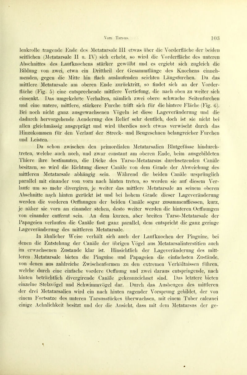 lenkrolle tragende Ende des Metatarsale III etwas über die Vorderfläche der beiden seitlichen (Metatarsale II u. IV) sich erhebt, so wird die Vorderfläche des unteren Abschnittes des Laufknochens stärker gewölbt und es ergiebt sich zugleich die Bildung von zwei, etwa ein Drittheil der Gesammtlänge des Knochens einneh- menden, gegen die Mitte hin flach auslaufenden seichten Längsftirchen. Da das mittlere Metatarsale am oberen Ende zurücktritt, so findet sich an der Vorder- fläche (Fig. 5) eine entsprechende mittlere Vertiefung, die nach oben zu weiter sich einsenkt. Das umgekehrte Verhalten, nämlich zwei obere schwache Seitenfnrchen und eine untere, mittlere, stärkere Furche trifft sich für die hintere Fläche (Fig. 6). Bei noch nicht ganz ausgewachsenen Vögeln ist diese Lageveränderung und die dadurch hervorgehende Aenderung des Relief sehr deutlich, doch ist sie nicht bei allen gleichmässig ausgeprägt und wird überdies noch etwas verwischt durch das Hinzukommen für den Verlauf der Streck- und Beugesehnen belangreicher Furchen und Leisten. Da schon zwischen den primordialen Metatarsalien Blutgefässe hindurch- treten, welche auch noch, und zwar constant am oberen Ende, beim ausgebildeten Thier© ihre bestimmten, die Dicke des Tarso-Metatarsus durchsetzenden Canäle besitzen, so wird die Richtung dieser Canäle von dem Grade der Abweichung des mittleren Metatarsale abhängig sein. Während die beiden Canäle ursprünglich parallel mit einander von vorn nach hinten treten, so werden sie auf diesem Ver- laufe um so mehr divergiren, je weiter das mittlere Metatarsale an seinem oberen Abschnitte nach hinten gerückt ist und bei hohem Grade dieser Lageveränderung werden die vorderen Oeffnungen der beiden Canäle sogar zusammenfliessen, kurz, je näher sie vorn an einander stehen, desto weiter werden die hinteren Oeffnungen von einander entfernt sein. An dem kurzen, aber breiten Tarso-Metatarsale der Papageien verlaufen die Canäle fast ganz parallel, dem entspricht die ganz geringe Lageveränderung des mittleren Metatarsale. In ähnlicher Weise verhält sich auch der Laufknochen der Pinguine, bei denen die Entstehung der Canäle der übrigen Vögel aus Metatarsalinterstitien auch im erwachsenen Zustande klar ist. Hinsichtlieh der Lageveränderung des mitt- leren Metatarsale bieten die Pinguine und Papageien die einfachsten Zustände, von denen aus zahlreiche Zwischenformen zu den extremen Verhältnissen führen, welche durch eine einfache vordere Oeffnung und zwei daraus entspringende, nach hinten beträchtlich divergirende Canäle gekennzeichnet sind. Das letztere bieten einzelne Stelzvögel und Schwimmvögel dar. Durch das Ausbeugen des mittleren der drei Metatarsalien wird ein nach hinten ragender Vorsprung gebildet, der von einem Fortsatze des unteren Tarsusstückes überwachsen, mit einem Tuber calcanei einige Aehnlichkeit besitzt und der die Ansicht, dass mit dem Metatarsus der ge-