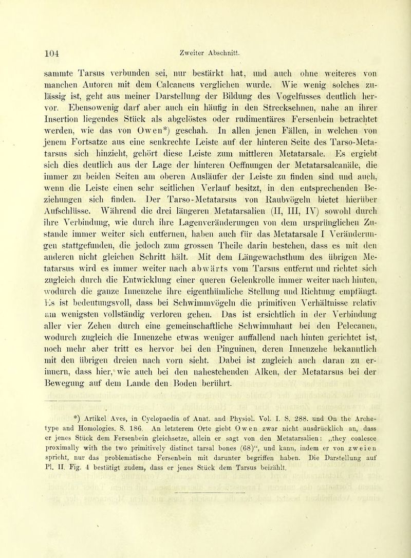 sammle Tarsus verbunden sei, nur bestärkt hat, und auch ohne weiteres von manchen Autoren mit dem Calcaneus verglichen wurde. Wie wenig solches zu- lässig ist, geht aus meiner Darstellung der Bildung des Vogelfusses deutlich her- vor. Ebensowenig darf aber auch ein häufig in den Strecksehnen, nahe an ihrer Insertion liegendes Stück als abgelöstes oder rudimentäres Fersenbein betrachtet werden, wie das von Owen*) geschah. In allen jenen Fällen, in welchen von jenem Fortsatze aus eine senkrechte Leiste auf der hinteren Seite des Tarso-Meta- tarsus sich hinzieht, gehört diese Leiste zum mittleren Metatarsale. Es ergiebt sich dies deutlich aus der Lage der hinteren Oeffnungen der Metatarsalcanäle, die immer zu beiden Seiten am oberen Ausläufer der Leiste zu finden sind und auch, wenn die Leiste einen sehr seitlichen Verlauf besitzt, in den entsprechenden Be- ziehungen sich finden. Der Tarso - Metatarsus von Raubvögeln bietet hierüber Aufschlüsse. Während die drei längeren Metatarsalien (II, III, IV) sowohl durch ihre Verbindung, wie durch ihre Lagenveränderungen von dem ursprünglichen Zu- stande immer weiter sich entfernen, haben auch für das Metatarsale I Veränderun- gen stattgefunden, die jedoch zum grossen Theile darin bestehen, dass es mit den anderen nicht gleichen Schritt hält. Mit dem Längewachsthum des übrigen Me- tatarsus wird es immer weiter nach abwärts vom Tarsus entfernt und richtet sich zugleich durch die Entwicklung einer queren Gelenkrolle immer weiter nach hinten, Avodurch die ganze Innenzehe ihre eigenthümliche Stellung und Richtung empfängt. Es ist bedeutungsvoll, dass bei Schwimmvögeln die primitiven Verhältnisse relativ am wenigsten vollständig verloren gehen. Das ist ersichtlich in der Verbindung aller vier Zehen durch eine gemeinschaftliche Schwimmhaut bei den Pelecanen, wodurch zugleich die Inneuzehe etwas weniger auffallend nach hinten gerichtet ist, noch mehr aber tritt es hervor bei den Pinguinen, deren Inneuzehe bekanntlich mit den übrigen dreien nach vorn sieht. Dabei ist zugleich auch daran zu er- innern, dass hier, wie auch bei den nahestehenden Alken, der Metatarsus bei der Bewegung auf dem Lande den Boden berührt. *) Artikel Aves, in Cyclopaedia of Anat. and Physiol. Vol. I. S. 288. und On the Arche- type and Homologies. S. 186. An letzterem Orte giebt Owen zwar nicht ausdrücklich an, dass er jenes Stück dem Fersenbein gleichsetze, allein er sagt von den Metatarsalien: „they coalesce proximally with the two primitively distinct tarsal bones (68), und kann, indem er von zweien spricht, nur das problematische Fersenbein mit darunter begriffen haben. Die Darstellung auf PI. II. Fig. 4 bestätigt zudem, dass er jenes Stück dem Tarsus beizählt.
