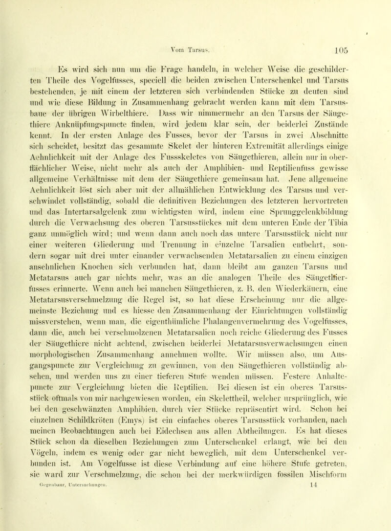 Es wird sich nun um die Frage handeln, in welcher Weise die geschilder- ten Theile des Vogelfusses, speciell die beiden zwischen Unterschenkel und Tarsus bestehenden, je mit einem der letzteren sich verbindenden Stücke zu deuten sind und wie diese Bildung in Zusammenhang gebracht werden kann mit dem Tarsus- baue der übrigen Wirbelthiere. Dass wir nimmermehr an den Tarsus der Säuge- thiere Anknüpfungspuncte linden, wird jedem klar sein, der beiderlei Zustände kennt. In der ersten Anlage des Fusses, bevor der Tarsus in zwei Abschnitte sich scheidet, besitzt das gesammte Skelet der hinteren Extremität allerdings einige Aehnlichkeit mit der Anlage des Fussskeletes von Säugethieren, allein nur in ober- flächlicher Weise, nicht mehr als auch der Amphibien- und Reptilienfuss gewisse allgemeine Verhältnisse mit dem der Säugethiere gemeinsam hat. Jene allgemeine Aehnlichkeit löst sich aber mit der allmählichen Entwicklung des Tarsus und ver- schwindet vollständig, sobald die definitiven Beziehungen des letzteren hervortreten und das Intertarsalgelenk zum wichtigsten wird, indem eine Sprunggelenkbildung durch die Verwachsung des oberen Tarsusstückes mit dem unteren Ende der Tibia ganz unmöglich wird; und wenn dann auch noch das untere Tarsusstück nicht nur einer weiteren Gliederung und Trennung in einzelne Tarsalien entbehrt, son- dern sogar mit drei unter einander verwachsenden Metatarsalien zu einem einzigen ansehnlichen Knochen sich verbunden hat, dann bleibt am ganzen Tarsus und Metatarsus auch gar nichts mehr, was an die analogen Theile des SäugetMer- fusses erinnerte. Wenn auch bei manchen Säugethieren, z. B. den Wiederkäuern, eine Metatarsusverschmelzung die Regel ist, so hat diese Erscheinung nur die allge- meinste Beziehung und es hiesse den Zusammenhang der Einrichtungen vollständig missverstehen, wenn man, die eigenthümliche Phalangenvermehrung des Vogelfusses, dann die, auch bei verschmolzenen Metatarsalien noch reiche Gliederung des Fusses der Säugethiere nicht achtend, zwischen beiderlei Metätärsusverwachsungen einen morphologischen Zusammenhang annehmen wollte. Wir müssen also, um Aus- gangspunete zur Vergleichung zu gewinnen, von den Säugethieren vollständig ab- sehen, und werden uns zu einer tieferen Stufe wenden müssen. Festere Anhalte- punete zur Vergleichung bieten die Reptilien. Bei diesen ist ein oberes Tarsus- stück oftmals von mir nachgewiesen worden, ein Skelettheil, welcher ursprünglich, wie bei den geschwänzten Amphibien, durch vier Stücke repräsentirt wird. Schon bei einzelnen Schildkröten (Emys) ist ein einfaches oberes Tarsusstück vorhanden, nach meinen Beobachtungen auch bei Eidechsen aus allen Abtheilungen. Es hat dieses Stück schon da dieselben Beziehungen zum Unterschenkel erlangt, wie bei den Vögeln, indem es wenig oder gar nicht beweglich, mit dem Unterschenkel ver- bunden ist. Am Vogelfusse ist diese Verbindung auf eine höhere Stufe getreten, sie ward zur Verschmelzung-, die schon bei der merkwürdigen fossilen Mischform Gegenbaur, Untersuchungen. 14
