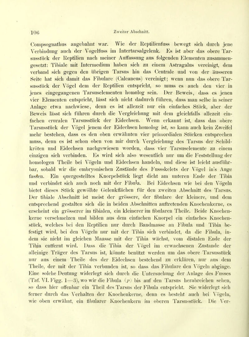 100 Compsognathus angebahnt war. Wie der Reptilienfuss bewegt sich durch jene Verbindung auch der Vogelfuss im Intertarsalgelenk. Es ist aber das obere Tar- susstück der Reptilien nach meiner Auffassung ans folgenden Elementen zusammen- gesetzt: Tibiale mit Intermedinm haben sich zu einem Astragalus vereinigt, dem verband sich gegen den übrigen Tarsus hin das Centrale und von der äusseren Seite hat sich damit das Fibularle (Calcaneus) vereinigt; wenn nun das obere Tar- susstück der Vögel dem der Reptilien entspricht, so muss es auch den vier in jenes eingegangeneu Tarsuselementen homolog sein. Der Beweis, dass es jenen vier Elementen entspricht, lässt sich nicht dadurch führen, dass man selbe in seiner Anlage etwa nachwiese, denn es ist allezeit nur ein einfaches Stück, aber der Beweis lässt sich führen durch die Vergleichung mit dem gleichfalls allezeit ein- fachen cruralen Tarsusstück der Eidechsen. Wenn erkannt ist, dass das obere Tarsusstück der Vögel jenem der Eidechsen homolog ist, so kann auch kein Zweifel mehr bestehen, dass es den oben erwähnten vier primordialen Stücken entsprechen muss, denn es ist schon oben von mir durch Vergleichung des Tarsus der Schild- kröten und Eidechsen nachgewiesen worden, dass vier Tarsuselemente zu einem einzigen sich verbinden. Es wird sich also wesentlich nur um die Feststellung der homologen Theile bei Vögeln und Eidechsen handeln, und diese ist leicht ausführ- bar, sobald wir die embryonischen Zustände des Fussskelets der Vögel in's Auge fassen. Ein quergestelltes Knorpelstück liegt dicht am unteren Ende der Tibia und verbindet sich auch noch mit der Fibula. Bei Eidechsen wie bei den Vögeln bietet dieses Stück gewölbte Gelenkflächen für den zweiten Abschnitt des Tarsus. Der tibiale Abschnitt ist meist der grössere, der fibulare der kleinere, und dem entsprechend gestalten sich die in beiden Abschnitten auftretenden Knochenkerne, es erscheint ein grösserer im tibialen, ein kleinerer im fibularen Theile. Beide Knochen- kerne verschmelzen und bilden aus dem einfachen Knorpel ein einfaches Knochen- stück, welches bei den Reptilien nur durch Bandmasse an Fibula und Tibia be- festigt wird, bei den Vögeln nur mit der Tibia sich verbindet, da die Fibula, in- dem sie nicht im gleichen Maasse mit der Tibia wächst, vom distalen Ende der Tibia entfernt wird. Dass die Tibia der Vögel im erwachsenen Zustande der alleinige Träger des Tarsus ist, könnte benützt werden um das obere Tarsusstück nur aus einem Theile des der Eidechsen bestehend zu erklären, nur aus dem Theile, der mit der Tibia verbunden ist, so dass das Fibulare den Vögeln abginge. Eine solche Deutung widerlegt sich durch die Untersuchung der Anlage des Fusses (Tat. VI. Figg. 1—3), wo wir die Fibula (p) bis auf den Tarsus herabreichen sehen, so dass hier offenbar ein Theil des Tarsus der Fibula entspricht. Sie widerlegt sich ferner durch das Verhalten der Knochenkerne, denn es besteht auch bei Vögeln, wie oben erwähnt, ein fibularer Knochenkern im oberen Tarsusstück. Die Ver-