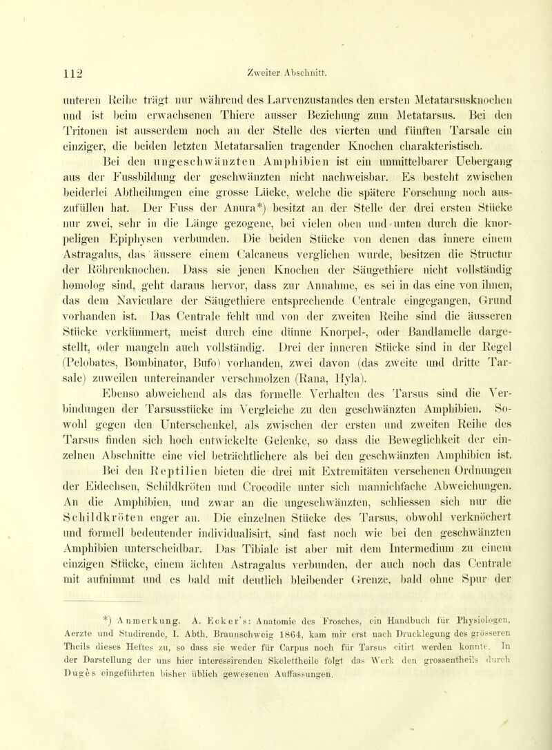 unteren Reihe trägt nur während des Larvenzustandes den ersten Metatarsusknocheii und ist beim erwachsenen Thiere ausser Beziehung zum Metatarsus. Bei den Tritonen ist ausserdem noch an der Stelle des vierten und fünften Tarsale ein einziger, die beiden letzten Metatarsalien tragender Knochen charakteristisch. Bei den ungeschwänzten Amphibien ist ein unmittelbarer Uebergang aus der Fussbildung der geschwänzten nicht nachweisbar. Es besteht zwischen beiderlei Abtheihingen eine grosse Lücke, welche die spätere Forschung noch aus- zufüllen hat. Der Fuss der Anura*) besitzt an der Stelle der drei ersten Stücke nur zwei, sehr in die Länge gezogene, bei vielen oben und unten durch die knor- peligen Epiphysen verbunden. Die beiden Stücke von denen das innere einem Astragalus, das äussere einem Calcaneus verglichen wurde, besitzen die Structur der Röhrenknochen. Dass sie jenen Knochen der Säugethiere nicht vollständig homolog sind, geht daraus hervor, dass zur Annahme, es sei in das eine von ihnen, das dem Naviculare der Säugethiere entsprechende Centrale eingegangen, Grund vorhanden ist, Das Centrale fehlt und von der zweiten Reihe sind die äusseren Stücke verkümmert, meist durch eine dünne Knorpel-, oder Bandlamelle darge- stellt, oder mangeln auch vollständig. Drei der inneren Stücke sind in der Regel (Pelobates, Bombinator, Bufo) vorhanden, zwei davon (das zweite und dritte Tar- sale) zuweilen untereinander verschmolzen (Rana, Hyla). Ebenso abweichend als das formelle Verhalten des Tarsus sind die Ver- bindungen der Tarsusstücke im Vergleiche zu den geschwänzten Amphibien. So- wohl gegen den Unterschenkel, als zwischen der ersten und zweiten Reihe des Tarsus finden sich hoch entwickelte Gelenke, so dass die Beweglichkeit der ein- zelnen Abschnitte eine viel beträchtlichere als bei den geschwänzten Amphibien ist. Bei den Reptilien bieten die drei mit Extremitäten versehenen Ordnungen der Eidechsen, Schildkröten und Crocodile unter sich mannichfache Abweichungen. An die Amphibien, und zwar an die ungeschwänzten, schliessen sich nur die Schildkröten enger an. Die einzelnen Stücke des Tarsus, obwohl verknöchert und formell bedeutender individualisirt, sind fast noch wie bei den geschwänzten Amphibien unterscheidbar. Das Tibiale ist aber mit dem Intermedium zu einem einzigen Stücke, einem ächten Astragalus verbunden, der auch noch das Centrale mit aufnimmt und es bald mit deutlich bleibender Grenze, bald ohne Spur der *) Anmerkung. A. Ecker's: Anatomie des Frosches, ein Handbuch für Physiologen, Aerzte und Studirende, I. Abth. Braunschweig 1864, kam mir erst nach Drucklegung des grösseren Thcils dieses Heftes zu, so dass sie weder für Carpus noch für Tarsus citirt werden konnte. In der Darstellung der uns hier interessirenden Skelettheile folgt das Werk den grossentheils durch Duges eingeführten bisher üblich gewesenen Auffassungen.